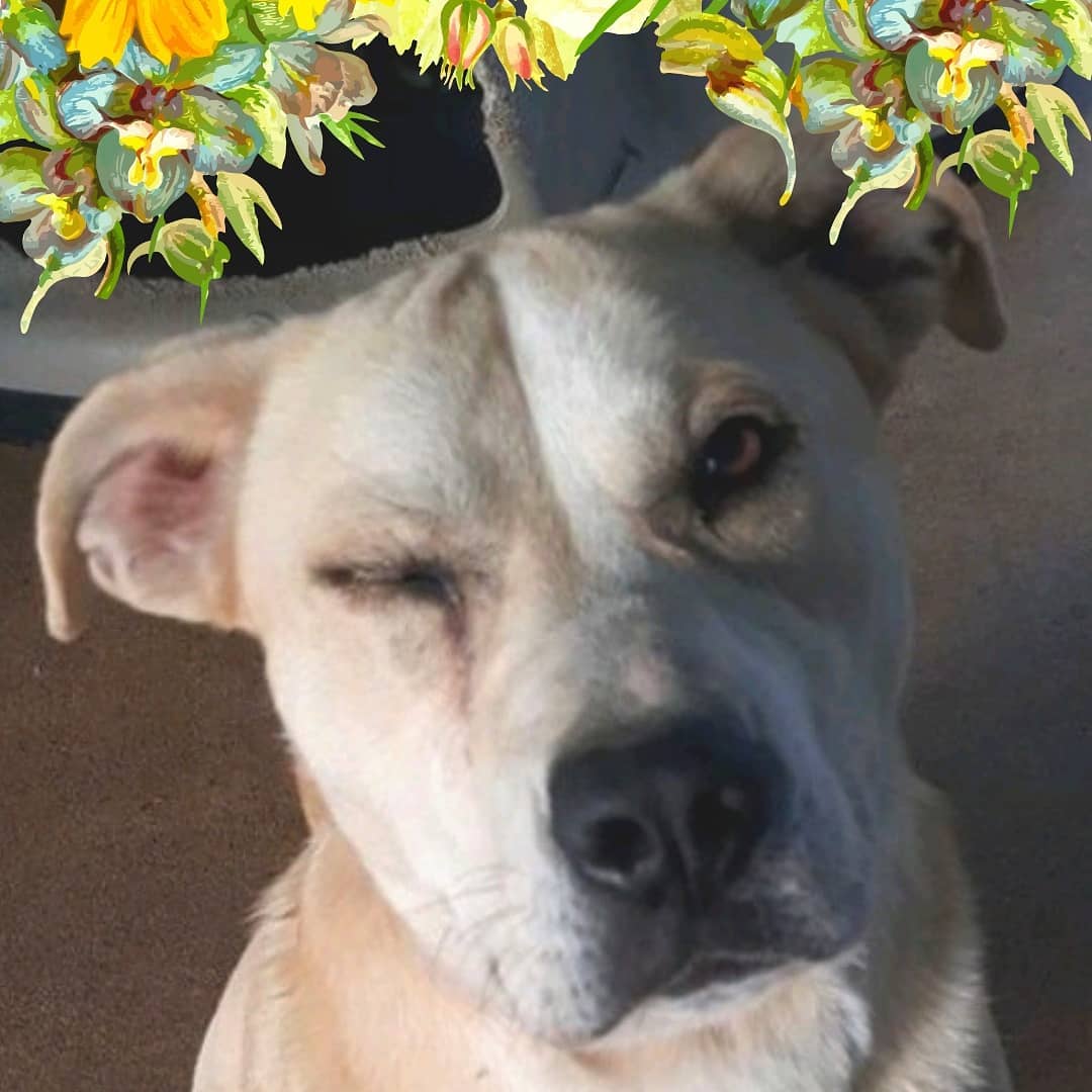 Here are just a few of the pets we have available at the <a target='_blank' href='https://www.instagram.com/explore/tags/Petsmart/'>#Petsmart</a> on University in <a target='_blank' href='https://www.instagram.com/explore/tags/Huntsville/'>#Huntsville</a> for <a target='_blank' href='https://www.instagram.com/explore/tags/PetsmartNationalAdoptionWeekend/'>#PetsmartNationalAdoptionWeekend</a> ! Come see them today from 10-2 or tomorrow from 11-2, but come quick before they get adopted! 
<a target='_blank' href='https://www.instagram.com/explore/tags/picme/'>#picme</a> <a target='_blank' href='https://www.instagram.com/explore/tags/petsmartadoptions/'>#petsmartadoptions</a> <a target='_blank' href='https://www.instagram.com/explore/tags/dogsofinstagram/'>#dogsofinstagram</a> <a target='_blank' href='https://www.instagram.com/explore/tags/petsmartcharities/'>#petsmartcharities</a> @petsmart @petsmartcharities