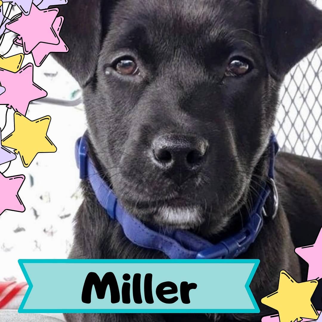 Here are just a few of the pets we have available at the <a target='_blank' href='https://www.instagram.com/explore/tags/Petsmart/'>#Petsmart</a> on University in <a target='_blank' href='https://www.instagram.com/explore/tags/Huntsville/'>#Huntsville</a> for <a target='_blank' href='https://www.instagram.com/explore/tags/PetsmartNationalAdoptionWeekend/'>#PetsmartNationalAdoptionWeekend</a> ! Come see them today from 10-2 or tomorrow from 11-2, but come quick before they get adopted! 
<a target='_blank' href='https://www.instagram.com/explore/tags/picme/'>#picme</a> <a target='_blank' href='https://www.instagram.com/explore/tags/petsmartadoptions/'>#petsmartadoptions</a> <a target='_blank' href='https://www.instagram.com/explore/tags/dogsofinstagram/'>#dogsofinstagram</a> <a target='_blank' href='https://www.instagram.com/explore/tags/petsmartcharities/'>#petsmartcharities</a> @petsmart @petsmartcharities