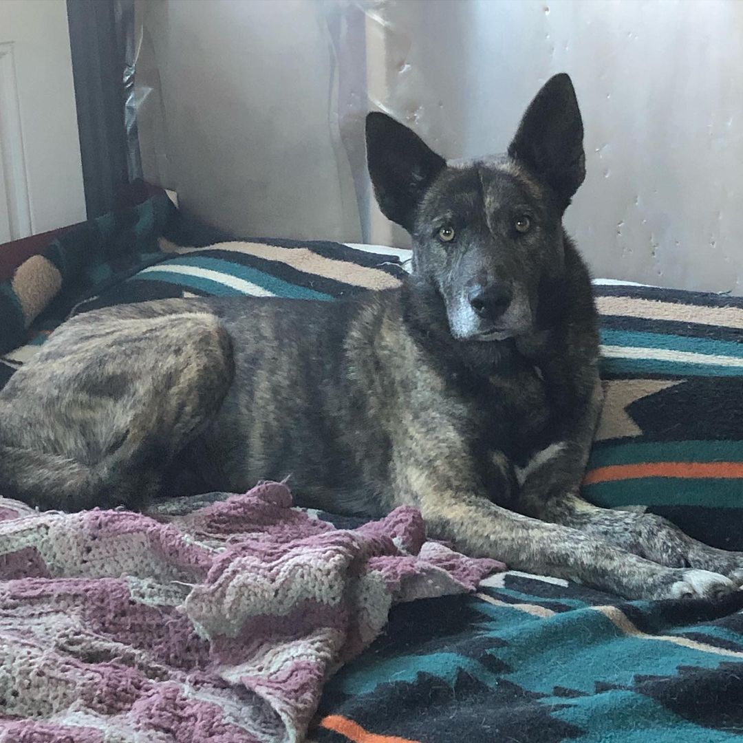 Some of y'all may remember Koa, rescued from Riverside shelter with a leg injury. Koa is doing very well and says hi from the comfort of his spot on the bed! ❤️
We are preparing him now to list him for adoption. 
<a target='_blank' href='https://www.instagram.com/explore/tags/rescued/'>#rescued</a> <a target='_blank' href='https://www.instagram.com/explore/tags/rescue/'>#rescue</a> <a target='_blank' href='https://www.instagram.com/explore/tags/germanshepherd/'>#germanshepherd</a> <a target='_blank' href='https://www.instagram.com/explore/tags/dutchshepherd/'>#dutchshepherd</a> <a target='_blank' href='https://www.instagram.com/explore/tags/love/'>#love</a> <a target='_blank' href='https://www.instagram.com/explore/tags/happiness/'>#happiness</a> <a target='_blank' href='https://www.instagram.com/explore/tags/california/'>#california</a> <a target='_blank' href='https://www.instagram.com/explore/tags/colorado/'>#colorado</a>