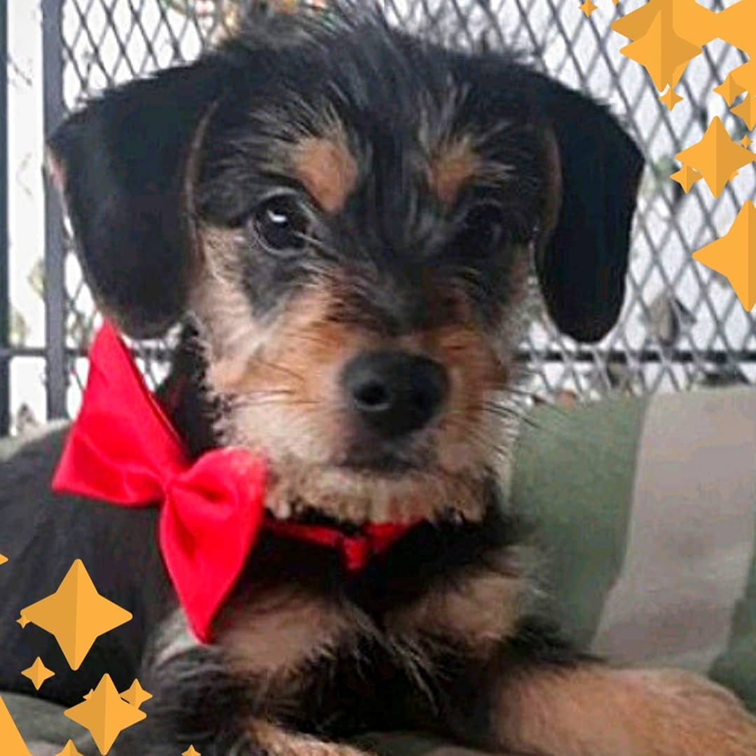 Here are just a few of the pets we have available at the <a target='_blank' href='https://www.instagram.com/explore/tags/Petsmart/'>#Petsmart</a> on University in <a target='_blank' href='https://www.instagram.com/explore/tags/Huntsville/'>#Huntsville</a> for <a target='_blank' href='https://www.instagram.com/explore/tags/PetsmartNationalAdoptionWeekend/'>#PetsmartNationalAdoptionWeekend</a> ! Come see them today from 10-2 or tomorrow from 11-2, but come quick before they get adopted! 
<a target='_blank' href='https://www.instagram.com/explore/tags/picme/'>#picme</a> <a target='_blank' href='https://www.instagram.com/explore/tags/petsmartadoptions/'>#petsmartadoptions</a> <a target='_blank' href='https://www.instagram.com/explore/tags/dogsofinstagram/'>#dogsofinstagram</a> <a target='_blank' href='https://www.instagram.com/explore/tags/petsmartcharities/'>#petsmartcharities</a> @petsmart @petsmartcharities