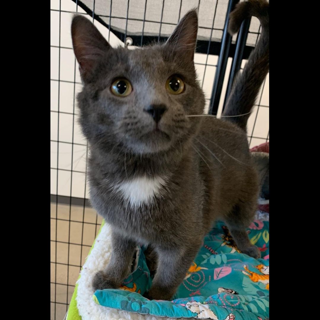 This is the handsome Twix. Multiple pictures were necessary, as he just really wanted the scratches. <a target='_blank' href='https://www.instagram.com/explore/tags/adoptablecats/'>#adoptablecats</a> <a target='_blank' href='https://www.instagram.com/explore/tags/prairiesedgehs/'>#prairiesedgehs</a>