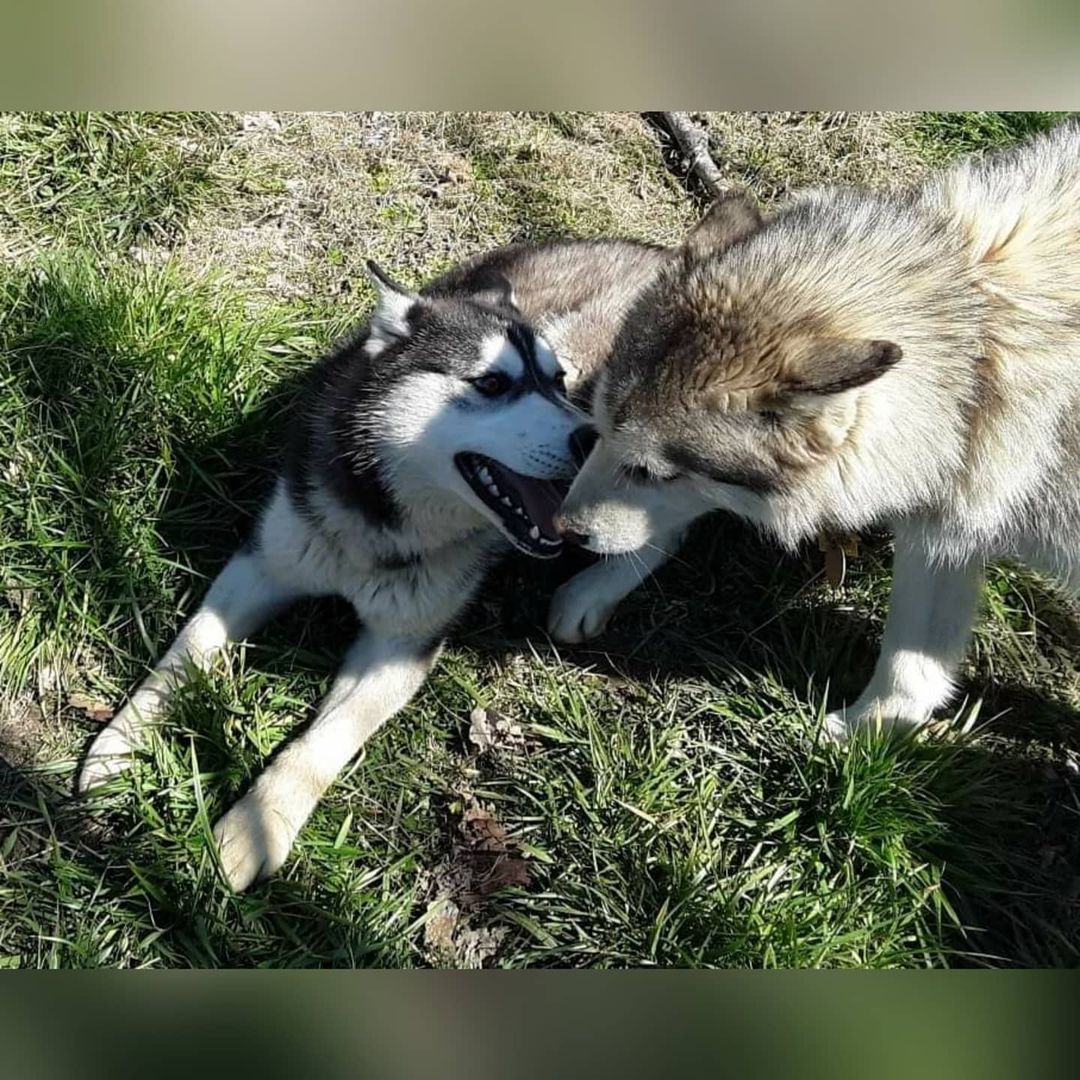 Many thanks for helping us pull the three husky from the Lincoln County shelter and getting them the help that they need.  Praying that none are HW+

They stink and their fur is urine stained from the small kennels but they are safe, they will be vetted, and they will be placed into husky savvy homes. *Alyssa Gervais *Melissa Bowman *Amanda Barrow *Lisa Gihringer *Bruce Miller *Genna Bebko *Joel Karmazyn *Matthew Reiner *Ginger Miller *Natalia Hrelja-Nelson *Jane Antonelli *Mike Headlee *Elizabeth Antonelli *Danny Antonelli

<a target='_blank' href='https://www.instagram.com/explore/tags/kaleidoscopek9s/'>#kaleidoscopek9s</a> <a target='_blank' href='https://www.instagram.com/explore/tags/ohiodogrescue/'>#ohiodogrescue</a> <a target='_blank' href='https://www.instagram.com/explore/tags/rescuesofinstagram/'>#rescuesofinstagram</a> <a target='_blank' href='https://www.instagram.com/explore/tags/husky/'>#husky</a> <a target='_blank' href='https://www.instagram.com/explore/tags/huskiesofohio/'>#huskiesofohio</a> <a target='_blank' href='https://www.instagram.com/explore/tags/adooptdontshop/'>#adooptdontshop</a>