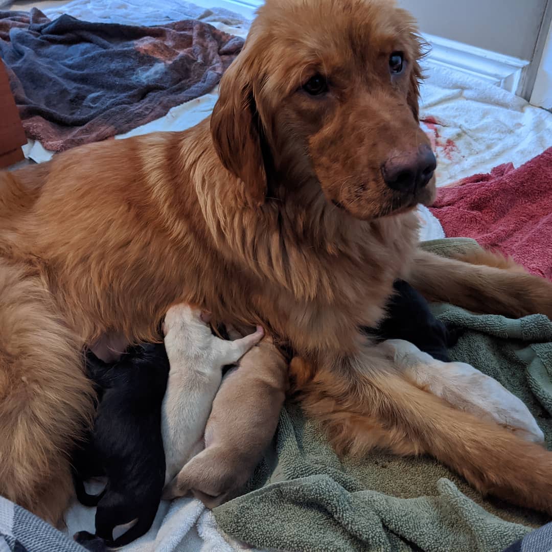 Duchess, formerly Willow, welcomed 9 beautiful puppies to the world this Sunday. They will be in foster with Mama for 7 - 8 weeks.

<a target='_blank' href='https://www.instagram.com/explore/tags/yyc/'>#yyc</a> <a target='_blank' href='https://www.instagram.com/explore/tags/yycnow/'>#yycnow</a> <a target='_blank' href='https://www.instagram.com/explore/tags/yyctoday/'>#yyctoday</a> <a target='_blank' href='https://www.instagram.com/explore/tags/yycdogs/'>#yycdogs</a> <a target='_blank' href='https://www.instagram.com/explore/tags/adoptdontshop/'>#adoptdontshop</a> <a target='_blank' href='https://www.instagram.com/explore/tags/rescuedog/'>#rescuedog</a> <a target='_blank' href='https://www.instagram.com/explore/tags/dogsofyyc/'>#dogsofyyc</a> <a target='_blank' href='https://www.instagram.com/explore/tags/calgary/'>#calgary</a> <a target='_blank' href='https://www.instagram.com/explore/tags/puppygram/'>#puppygram</a> <a target='_blank' href='https://www.instagram.com/explore/tags/dogsofinstagram/'>#dogsofinstagram</a> <a target='_blank' href='https://www.instagram.com/explore/tags/dogs/'>#dogs</a> <a target='_blank' href='https://www.instagram.com/explore/tags/goldenretriever/'>#goldenretriever</a> <a target='_blank' href='https://www.instagram.com/explore/tags/duchess/'>#duchess</a> <a target='_blank' href='https://www.instagram.com/explore/tags/mamabear/'>#mamabear</a>