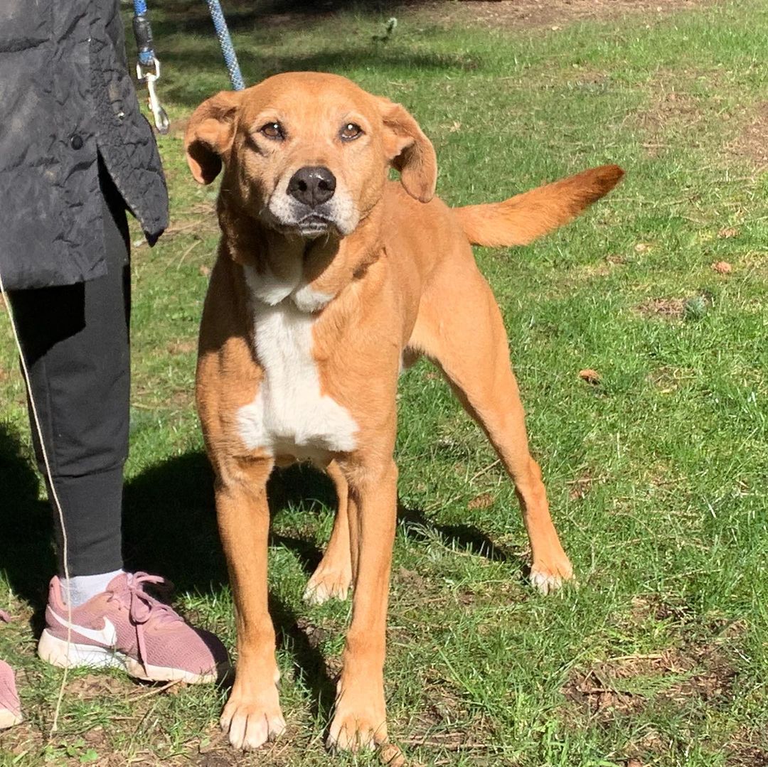 Some of our resident rescues, patiently waiting for their forever homes - and enjoying the sunshine!