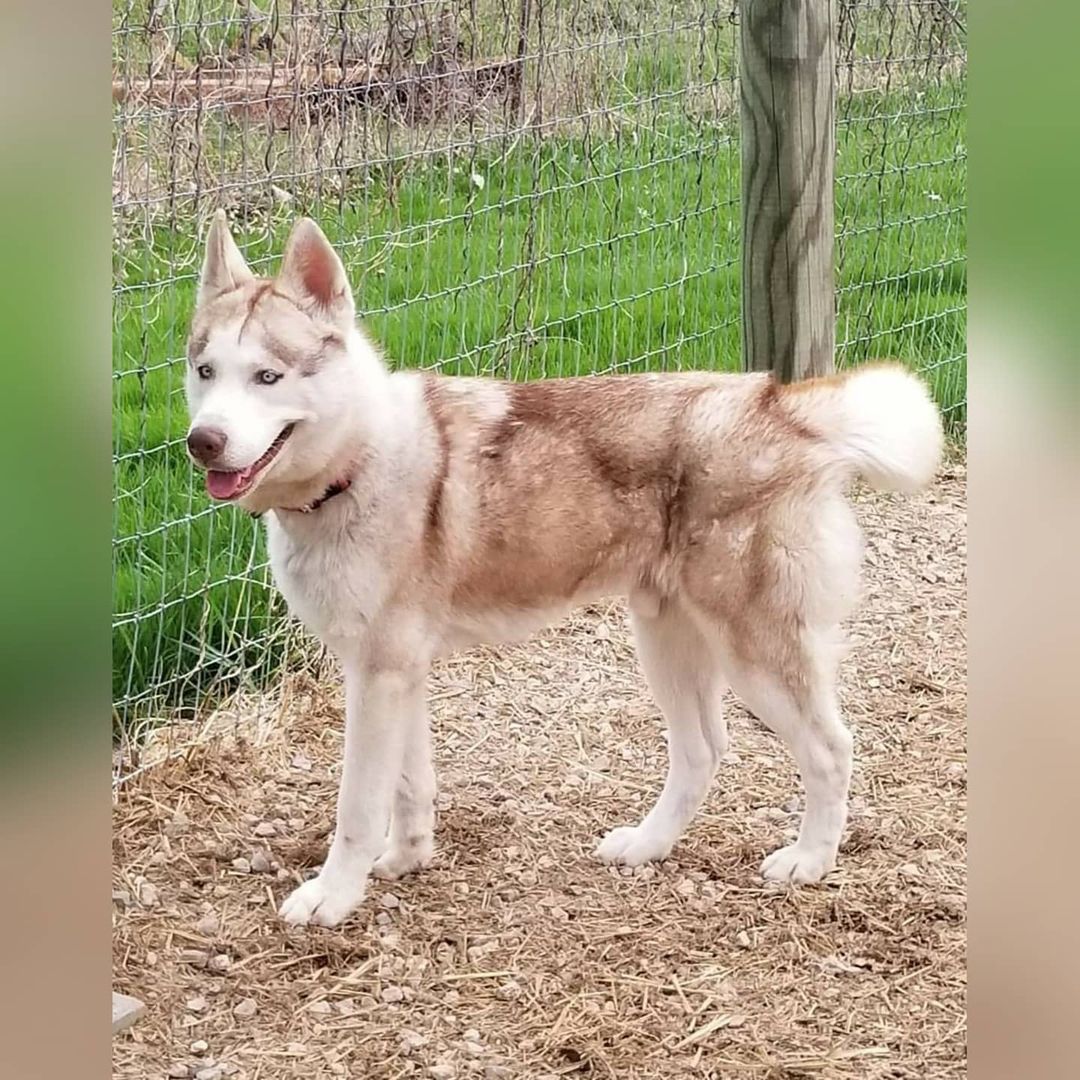 Please welcome Finnegan back to Kaleidoscope K9s! Finn is now going on two years old, he originally came into rescue from LCDK in early 2019, he was a bit of a wild child at that time.
Finn's second