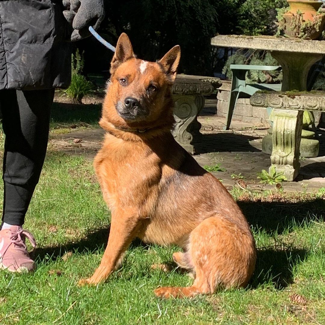 Some of our resident rescues, patiently waiting for their forever homes - and enjoying the sunshine!