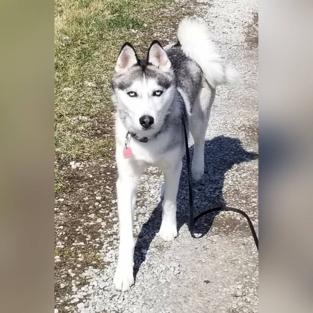 Please welcome Koda to Kaleidoscope K9s!  Due to no fault of his own, Koda came into rescue as an owner surrender.  His owners were no longer able to care for Koda and his feline sibling due to unexpected health hardships. 
Koda is a one year old child and dog friendly Siberian Husky.  Although he grew up and lived with a cat, any introductions to a new feline should be taken very slowly as a new cat is still not Koda's cat.  Koda is house trained, crate trained and just an all around lovely boy.  According to our groomer Koda's coat was shaved a few months ago, and some of his fur was, relatively recently, cut with scissors as well.  His fur will grow back, but it is a very slow process.  At present his coat looks and feels very choppy.

Koda is more of a laid back, easy going husky and would be a walk in to almost any home.  For additional information or an adoption application please email... kaleidoscopek9s@yahoo.com <a target='_blank' href='https://www.instagram.com/explore/tags/kaleidoscopek9s/'>#kaleidoscopek9s</a> <a target='_blank' href='https://www.instagram.com/explore/tags/ohiodogrescue/'>#ohiodogrescue</a> <a target='_blank' href='https://www.instagram.com/explore/tags/rescuesofinstagram/'>#rescuesofinstagram</a> <a target='_blank' href='https://www.instagram.com/explore/tags/husky/'>#husky</a> <a target='_blank' href='https://www.instagram.com/explore/tags/huskiesofinstagram/'>#huskiesofinstagram</a> <a target='_blank' href='https://www.instagram.com/explore/tags/adoptdontshop/'>#adoptdontshop</a>