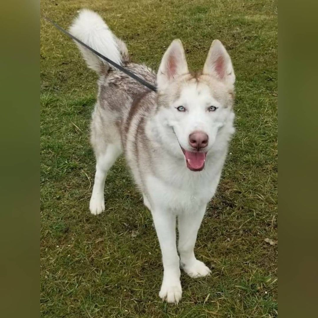 Please welcome Finnegan back to Kaleidoscope K9s! Finn is now going on two years old, he originally came into rescue from LCDK in early 2019, he was a bit of a wild child at that time.
Finn's second