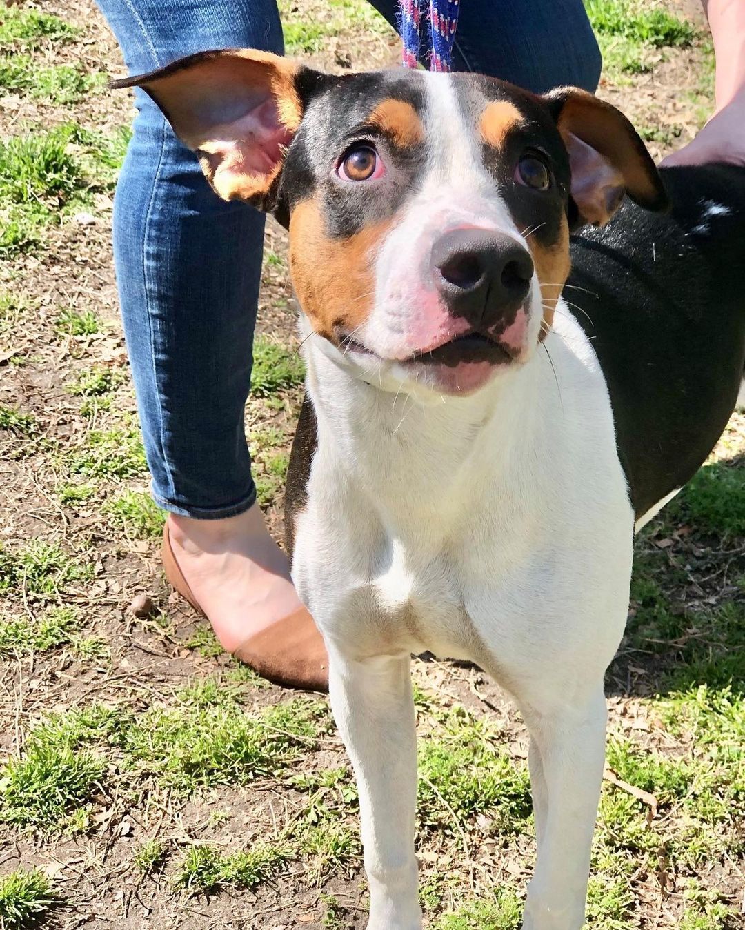 Make an appointment to meet your new best friend today! We have many adoptable animals who would love to become a part of your family. Animals pictured here: Rhymes (1 year old), Marmalade (5 years old), Neil (2 years old), Snap (1 year old), and Miley (9 months old) 
To schedule an appointment, please call 757-397-6004 or e-mail info@portsmouthhumanesociety.org. Please fill out an adoption application and e-mail it to info@portsmouthhumanesociety.org for review prior to your appointment. Be sure to include the name of the pet you are interested in meeting!

View all of our adoptable animals by visiting our website: portsmouthhumanesociety.org