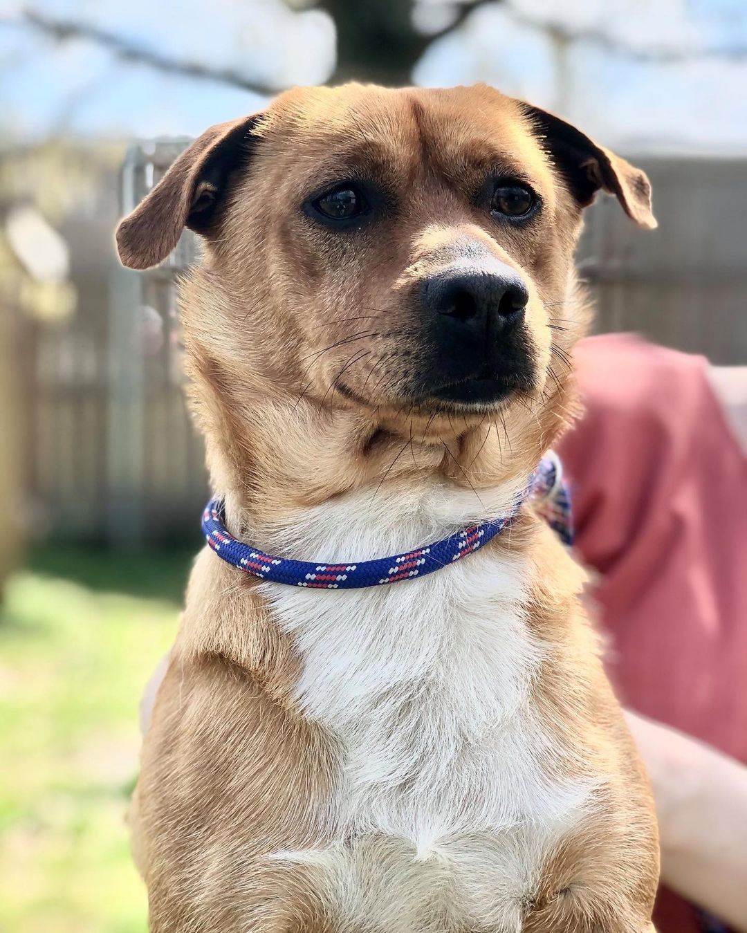 Make an appointment to meet your new best friend today! We have many adoptable animals who would love to become a part of your family. Animals pictured here: Rhymes (1 year old), Marmalade (5 years old), Neil (2 years old), Snap (1 year old), and Miley (9 months old) 
To schedule an appointment, please call 757-397-6004 or e-mail info@portsmouthhumanesociety.org. Please fill out an adoption application and e-mail it to info@portsmouthhumanesociety.org for review prior to your appointment. Be sure to include the name of the pet you are interested in meeting!

View all of our adoptable animals by visiting our website: portsmouthhumanesociety.org