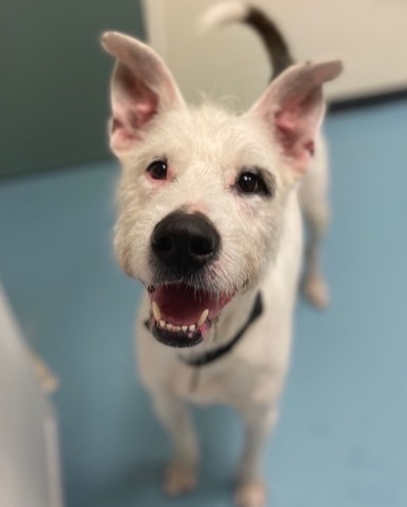 Make an appointment to meet your new best friend today! We have many adoptable animals who would love to become a part of your family. Animals pictured here: Rhymes (1 year old), Marmalade (5 years old), Neil (2 years old), Snap (1 year old), and Miley (9 months old) 
To schedule an appointment, please call 757-397-6004 or e-mail info@portsmouthhumanesociety.org. Please fill out an adoption application and e-mail it to info@portsmouthhumanesociety.org for review prior to your appointment. Be sure to include the name of the pet you are interested in meeting!

View all of our adoptable animals by visiting our website: portsmouthhumanesociety.org