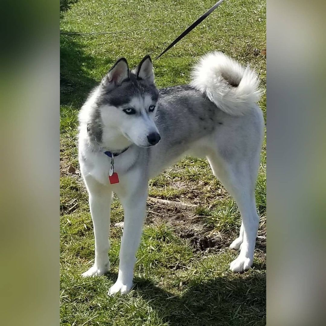 Please welcome Koda to Kaleidoscope K9s!  Due to no fault of his own, Koda came into rescue as an owner surrender.  His owners were no longer able to care for Koda and his feline sibling due to unexpected health hardships. 
Koda is a one year old child and dog friendly Siberian Husky.  Although he grew up and lived with a cat, any introductions to a new feline should be taken very slowly as a new cat is still not Koda's cat.  Koda is house trained, crate trained and just an all around lovely boy.  According to our groomer Koda's coat was shaved a few months ago, and some of his fur was, relatively recently, cut with scissors as well.  His fur will grow back, but it is a very slow process.  At present his coat looks and feels very choppy.

Koda is more of a laid back, easy going husky and would be a walk in to almost any home.  For additional information or an adoption application please email... kaleidoscopek9s@yahoo.com <a target='_blank' href='https://www.instagram.com/explore/tags/kaleidoscopek9s/'>#kaleidoscopek9s</a> <a target='_blank' href='https://www.instagram.com/explore/tags/ohiodogrescue/'>#ohiodogrescue</a> <a target='_blank' href='https://www.instagram.com/explore/tags/rescuesofinstagram/'>#rescuesofinstagram</a> <a target='_blank' href='https://www.instagram.com/explore/tags/husky/'>#husky</a> <a target='_blank' href='https://www.instagram.com/explore/tags/huskiesofinstagram/'>#huskiesofinstagram</a> <a target='_blank' href='https://www.instagram.com/explore/tags/adoptdontshop/'>#adoptdontshop</a>