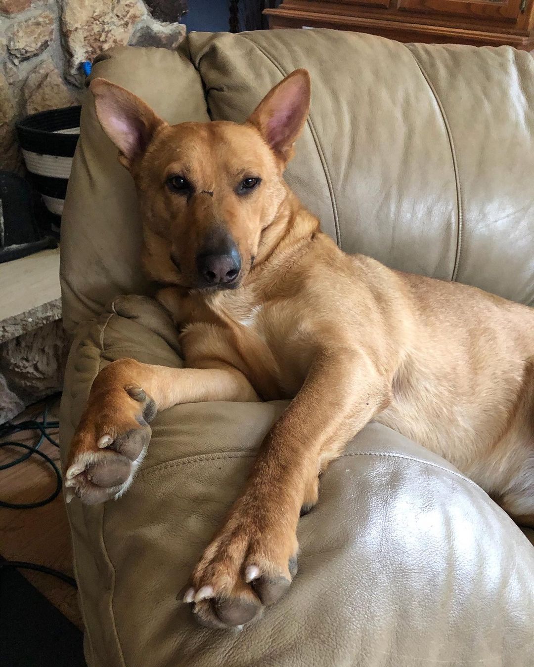 Red is obviously having a very difficult time hanging out by our fireplace. Red is one of our rescues, patiently waiting for his forever home - he’s been with us for months. If anyone is looking for a great dog, check out Red at Puget Sound Rescue! <a target='_blank' href='https://www.instagram.com/explore/tags/dogsofinstagram/'>#dogsofinstagram</a> <a target='_blank' href='https://www.instagram.com/explore/tags/dogrescue/'>#dogrescue</a> <a target='_blank' href='https://www.instagram.com/explore/tags/adoptdontshop/'>#adoptdontshop</a> <a target='_blank' href='https://www.instagram.com/explore/tags/adopt/'>#adopt</a> <a target='_blank' href='https://www.instagram.com/explore/tags/dogadoption/'>#dogadoption</a>