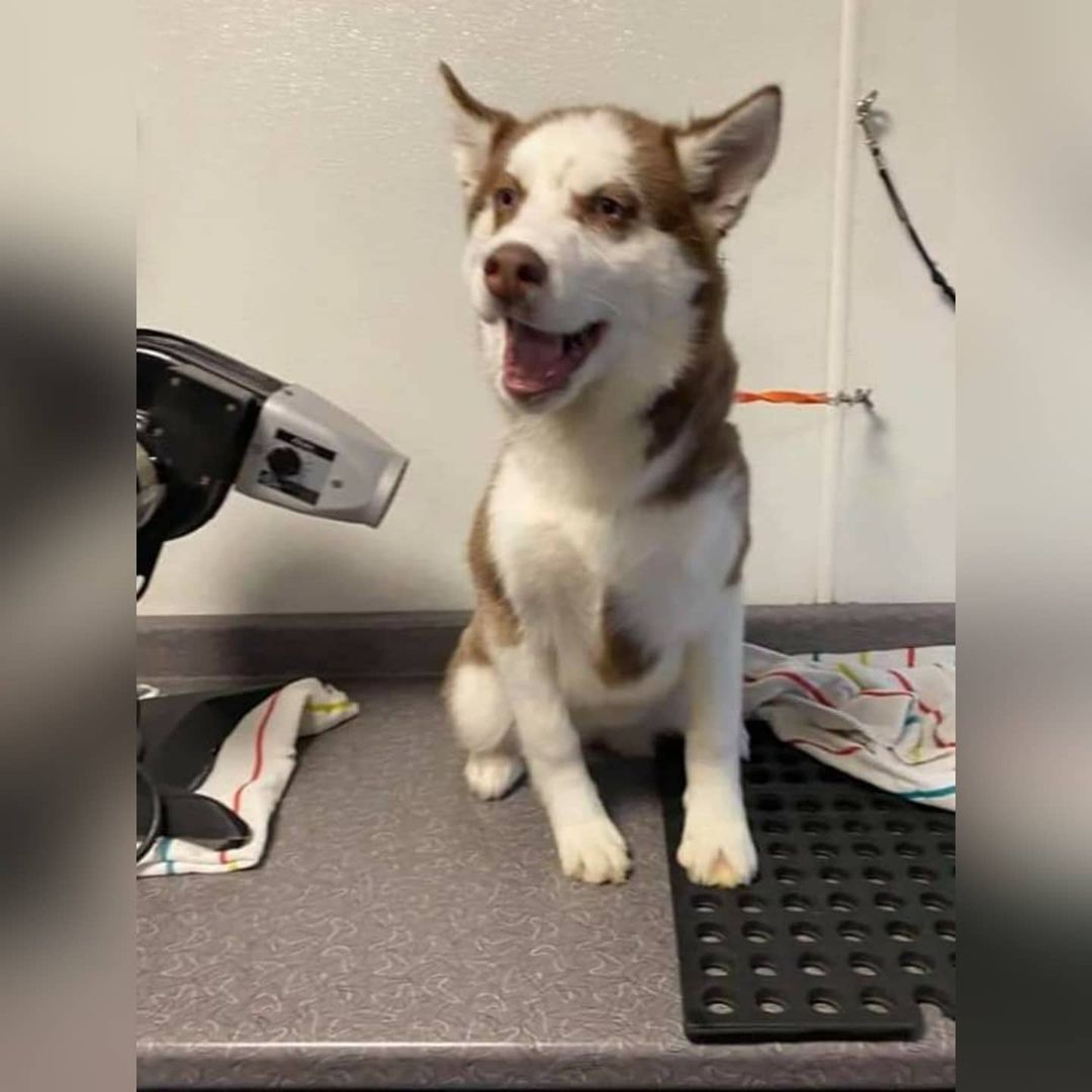 Sapphire is a lovely 5mo old husky youngster who came into rescue with her sister Isis.  The girls came into rescue with a horrible case of lice.  After several weeks of baths and topical treatments, Isis went home a few days ago, now it is Sapphire's turn!  Sapphire is ready for a home of her own.

Sapphire keeps a clean crate, and is working on her house training.  She walks nicely on a leash, and is a very friendly, outgoing girl.

If you are interested in adopting Sapphire, please email... kaleidoscopek9s@yahoo.com 
<a target='_blank' href='https://www.instagram.com/explore/tags/kaleidoscopek9s/'>#kaleidoscopek9s</a> <a target='_blank' href='https://www.instagram.com/explore/tags/ohiodogrescue/'>#ohiodogrescue</a> <a target='_blank' href='https://www.instagram.com/explore/tags/rescuesofinstagram/'>#rescuesofinstagram</a> <a target='_blank' href='https://www.instagram.com/explore/tags/husky/'>#husky</a> <a target='_blank' href='https://www.instagram.com/explore/tags/huskiesofohio/'>#huskiesofohio</a>