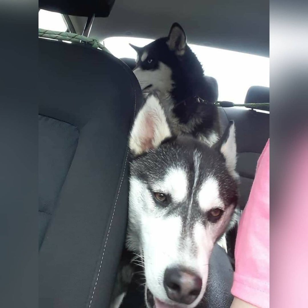 Miss Raine (bi-eyed girl) and Zues had their spay/nueter surgeries today.  They will soon be available for adoption with thankfully both of their 4DX test were both negative!

For additional information or an adoption application please email... kaleidoscopek9s@yahoo.com <a target='_blank' href='https://www.instagram.com/explore/tags/kaleidoscopek9s/'>#kaleidoscopek9s</a> <a target='_blank' href='https://www.instagram.com/explore/tags/ohiodogrescue/'>#ohiodogrescue</a> <a target='_blank' href='https://www.instagram.com/explore/tags/rescuesofinstagram/'>#rescuesofinstagram</a> <a target='_blank' href='https://www.instagram.com/explore/tags/husky/'>#husky</a> <a target='_blank' href='https://www.instagram.com/explore/tags/huskiesofohio/'>#huskiesofohio</a>