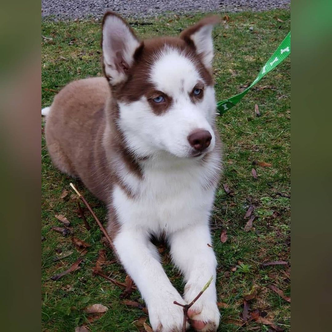 Sapphire is a lovely 5mo old husky youngster who came into rescue with her sister Isis.  The girls came into rescue with a horrible case of lice.  After several weeks of baths and topical treatments, Isis went home a few days ago, now it is Sapphire's turn!  Sapphire is ready for a home of her own.

Sapphire keeps a clean crate, and is working on her house training.  She walks nicely on a leash, and is a very friendly, outgoing girl.

If you are interested in adopting Sapphire, please email... kaleidoscopek9s@yahoo.com 
<a target='_blank' href='https://www.instagram.com/explore/tags/kaleidoscopek9s/'>#kaleidoscopek9s</a> <a target='_blank' href='https://www.instagram.com/explore/tags/ohiodogrescue/'>#ohiodogrescue</a> <a target='_blank' href='https://www.instagram.com/explore/tags/rescuesofinstagram/'>#rescuesofinstagram</a> <a target='_blank' href='https://www.instagram.com/explore/tags/husky/'>#husky</a> <a target='_blank' href='https://www.instagram.com/explore/tags/huskiesofohio/'>#huskiesofohio</a>