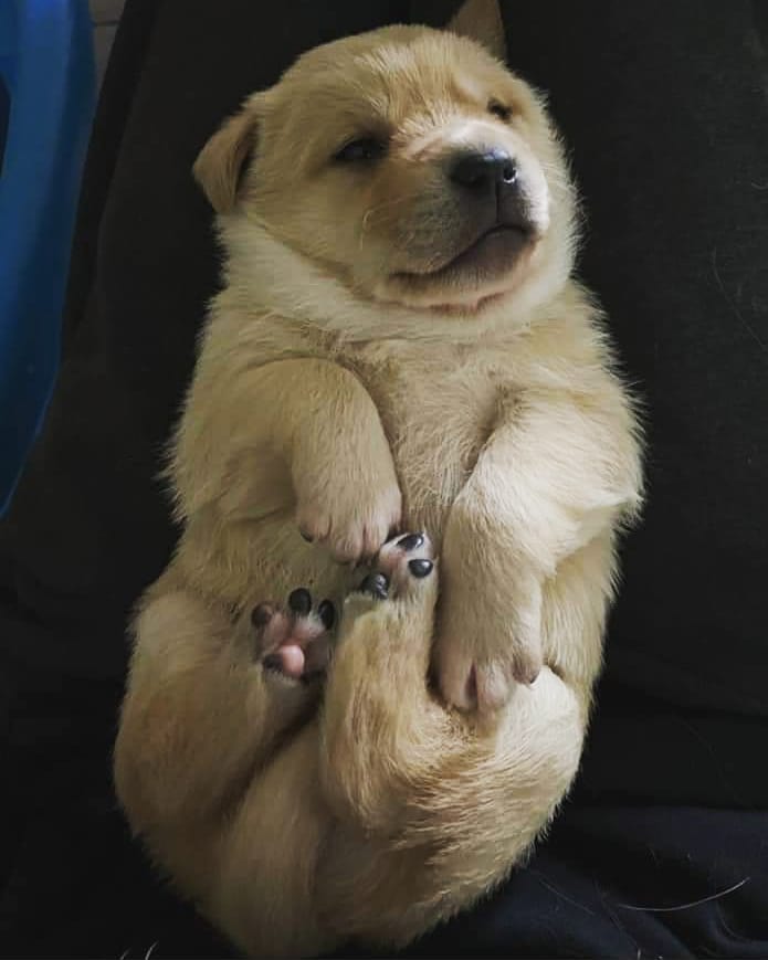 Hannah's pup has the cutest toe beans 😍

<a target='_blank' href='https://www.instagram.com/explore/tags/yyc/'>#yyc</a> <a target='_blank' href='https://www.instagram.com/explore/tags/yycnow/'>#yycnow</a> <a target='_blank' href='https://www.instagram.com/explore/tags/yyctoday/'>#yyctoday</a> <a target='_blank' href='https://www.instagram.com/explore/tags/yycdogs/'>#yycdogs</a> <a target='_blank' href='https://www.instagram.com/explore/tags/adoptdontshop/'>#adoptdontshop</a> <a target='_blank' href='https://www.instagram.com/explore/tags/rescuedog/'>#rescuedog</a> <a target='_blank' href='https://www.instagram.com/explore/tags/dogsofyyc/'>#dogsofyyc</a> <a target='_blank' href='https://www.instagram.com/explore/tags/calgary/'>#calgary</a> <a target='_blank' href='https://www.instagram.com/explore/tags/puppygram/'>#puppygram</a> <a target='_blank' href='https://www.instagram.com/explore/tags/dogsofinstagram/'>#dogsofinstagram</a> <a target='_blank' href='https://www.instagram.com/explore/tags/dogs/'>#dogs</a> <a target='_blank' href='https://www.instagram.com/explore/tags/toebeans/'>#toebeans</a>