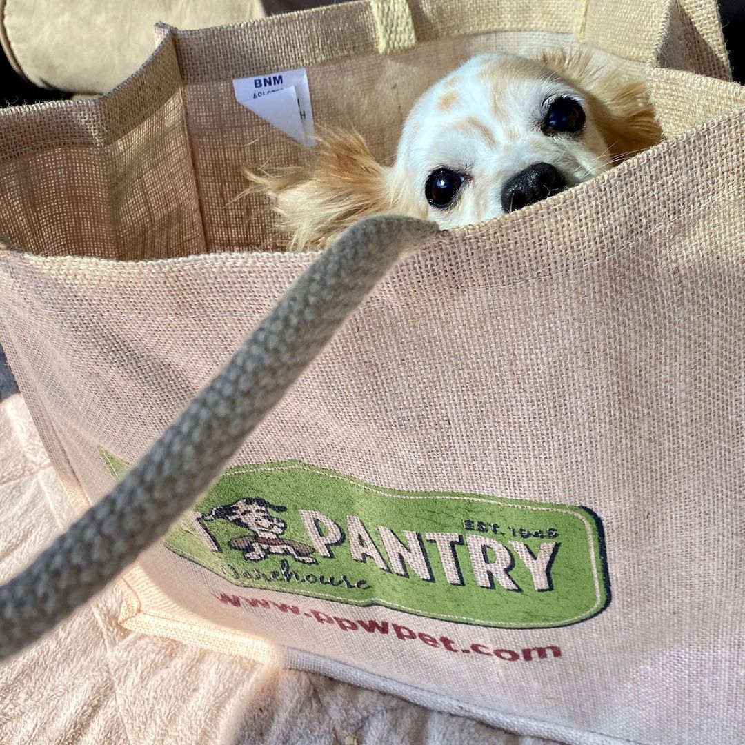 Fiona - These totes were made for me!🐾 <a target='_blank' href='https://www.instagram.com/explore/tags/petpantrywarehouse/'>#petpantrywarehouse</a>