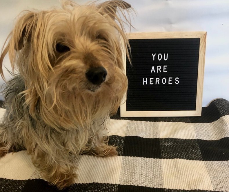 Our adoptable dogs have a message for all the healthcare workers, police officers, fire fighters, first responders, service members, grocery store workers, animal care teams, community and government workers, and anyone else continuing to work during this crisis. 
Please share to let these individuals know that they are seen, respected, and loved!