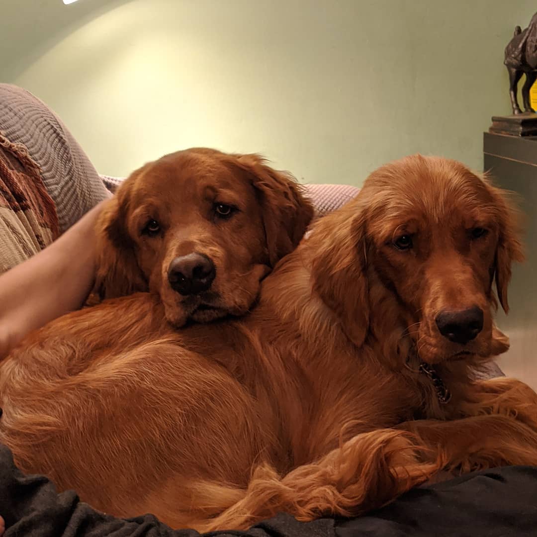 Duchess has bonded to her new brother ♥️ <a target='_blank' href='https://www.instagram.com/explore/tags/yyc/'>#yyc</a> <a target='_blank' href='https://www.instagram.com/explore/tags/yycnow/'>#yycnow</a> <a target='_blank' href='https://www.instagram.com/explore/tags/yyctoday/'>#yyctoday</a> <a target='_blank' href='https://www.instagram.com/explore/tags/yycdogs/'>#yycdogs</a> <a target='_blank' href='https://www.instagram.com/explore/tags/adoptdontshop/'>#adoptdontshop</a> <a target='_blank' href='https://www.instagram.com/explore/tags/rescuedog/'>#rescuedog</a> <a target='_blank' href='https://www.instagram.com/explore/tags/dogsofyyc/'>#dogsofyyc</a> <a target='_blank' href='https://www.instagram.com/explore/tags/calgary/'>#calgary</a> <a target='_blank' href='https://www.instagram.com/explore/tags/puppygram/'>#puppygram</a> <a target='_blank' href='https://www.instagram.com/explore/tags/dogsofinstagram/'>#dogsofinstagram</a> <a target='_blank' href='https://www.instagram.com/explore/tags/dogs/'>#dogs</a>