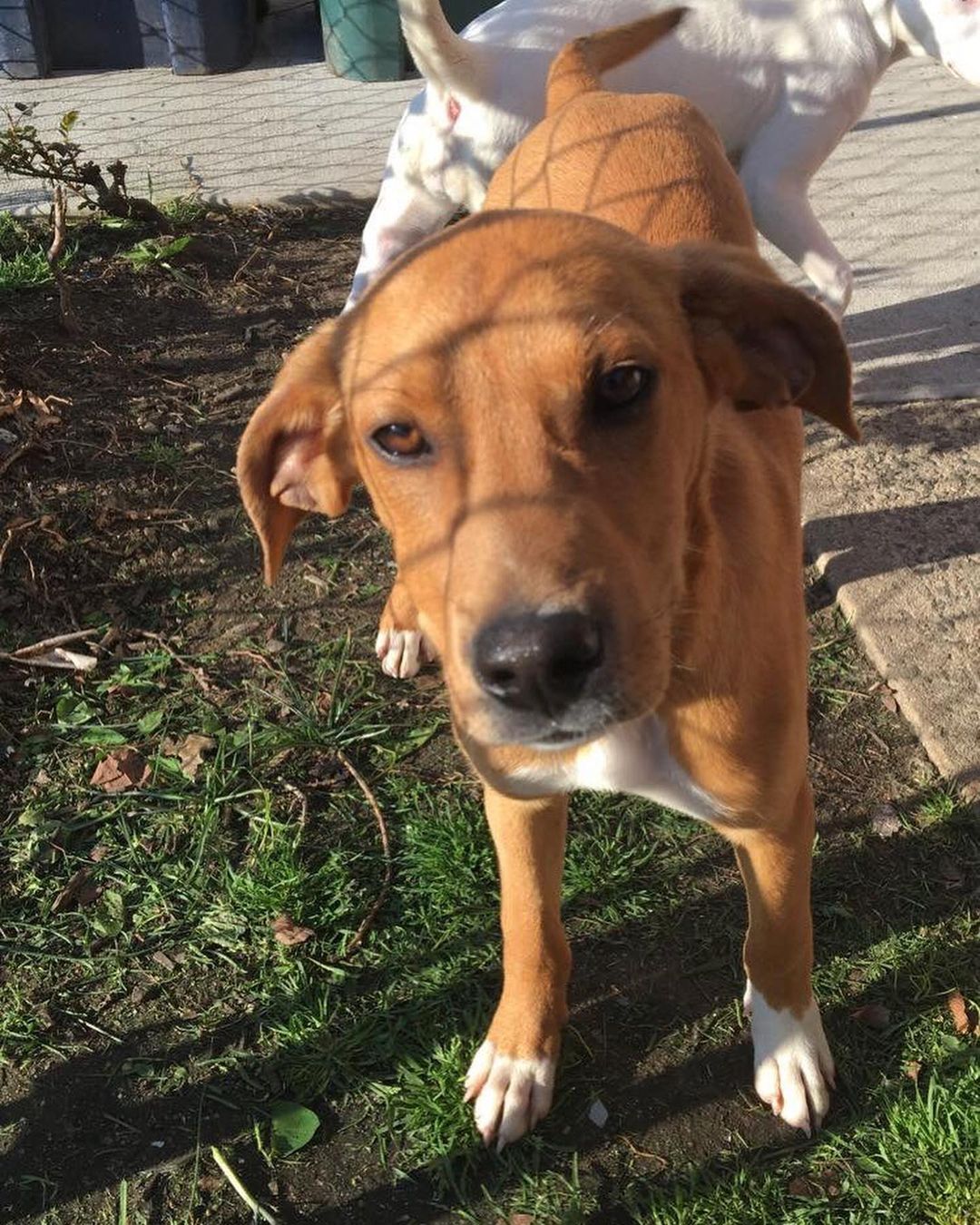 ADOPTED!!! Rusty here! Rusty is a hound mix (maybe part grey hound ) we are working on potty training and doing well such a smart boy. He is crate trained. Rusty would do best in a home with another dog. Although he loves his humans, another dog gives him a bit more confidence. He is a laid back pup who enjoys laying in his bed with a toy or out in the yard playing tug a war with his foster sister. Rusty would need a fenced yard at least 6 ft fence because he can jump high! He is extremely gentle with kids and does well with little ones currently home with a 3yr old & 8 yr old. Not sure about cats yet!