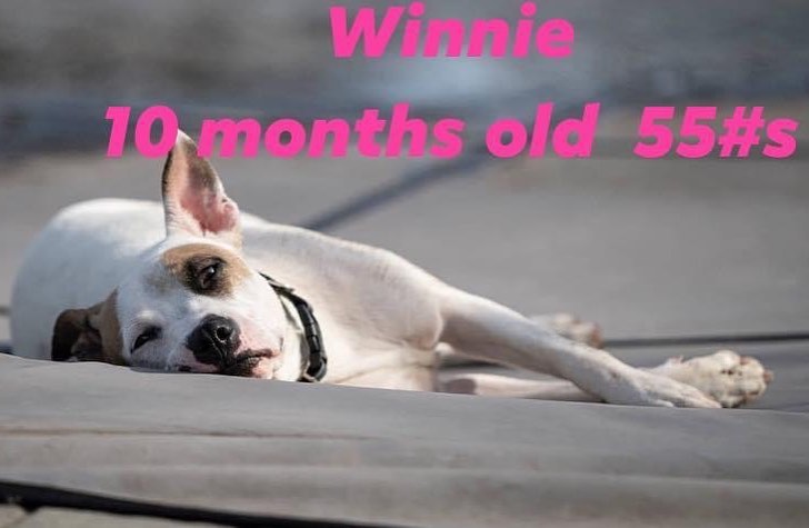 ADOPTED!!!! This beautiful terrier mix is WINNIE 🐶! She is 10 months old, about 55 pounds, and growing!
She is microchipped, fully vetted, housebroken and crate trained. This girl needs a fairly active family with older children that can handle her excitable nature!  But when her excitement ebbs, she is the sweetest most lovable pup...content just to be your best friend. ❤️
Dog friendly.  Cats are probably not a great idea, since they tend to dart away...this baby loves a good game of chase!  She is happy with her foster family in Sayreville, but she longs to find that special family that will love her furever!!
🐾🐾Apply at: homefreeanimalrescue.com🐾🐾