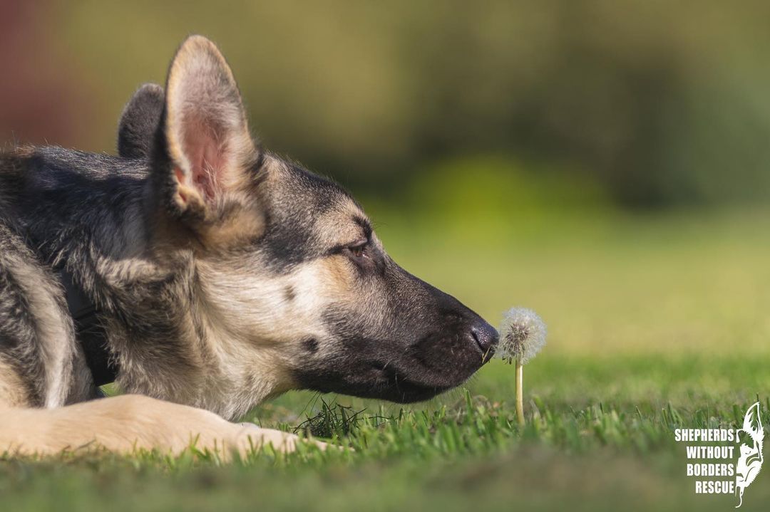 Make a wish! Is Blaze not the cutest?! Available for adoption @ shepherdswithoutborders.org