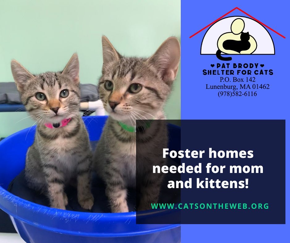 To all cat lovers! 💖

Now that springtime is here, so is kitten season! We are looking for dedicated foster homes for nursing moms and kittens.

Requirements regarding fostering include: - A warm, dry, and safe space away from other cats. - Resources to feed them proper food - Local (within 20 miles, as you have to be able to reliably bring them to the shelter when needed) - A certainty that you are available to care for them & spend lots of time with them for at least 6-8 weeks.

If you are interested, please fill out an adoption form on our website catsontheweb.org, and make sure to note in the 'comments' section that you are interested in fostering nursing moms and kittens.

Please share this post with your friends! 😸