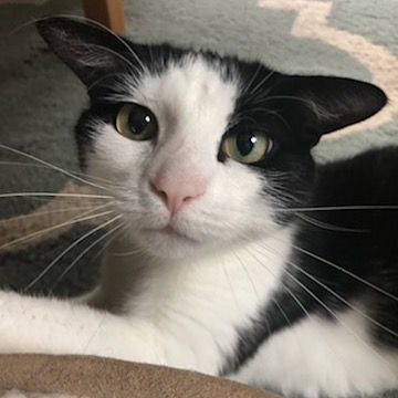 “Hi everyone, it's me Audrey here.

I'm still looking for my forever home. I'm a little sad today because I thought I was getting adopted tomorrow but it ended up not working out. I've been told that I'm the only AEAR cat who hasn't been adopted 😢. There has to be someone out there who would like me. I promise that I'm real easy to live with. I'll sit on your lap when I get comfortable and we can watch TV together.  I also like to just do my own thing too, so I won't bother you non-stop. If you can put a chair in front of a window or glass door for me to sit on, I'm happy. 
The only thing with me is that I'm not real comfortable with other animals so I would prefer to be your only pet. I can't help it, I lived on the streets for awhile and I had bad experiences. 
My foster parents do the best that they can for me but I'm honestly tired of living in the dining room. I hope someone out there has room for me in their house or apartment. I'll be here waiting to meet you. 
Love, 
Audrey❤️” To apply for Audrey go onto our web site at www.aear.org.  Please share far and wide!!!
