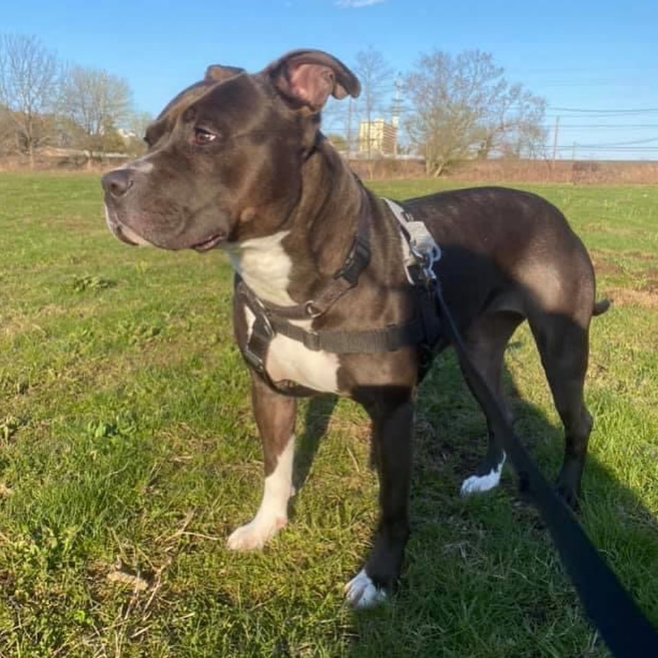 Meet Julia! Julia is a 6 year old pit bull who is full of energy but also knows when to take some quiet time. She’s very curious about looking out the window and will bark if she sees someone, but as soon as you tell her to stop she will listen. She is very obedient if you let her know who’s in charge. She will give you endless kisses and cuddles!! Give her a toy and she will be occupied for hours. Needs to be an only dog!