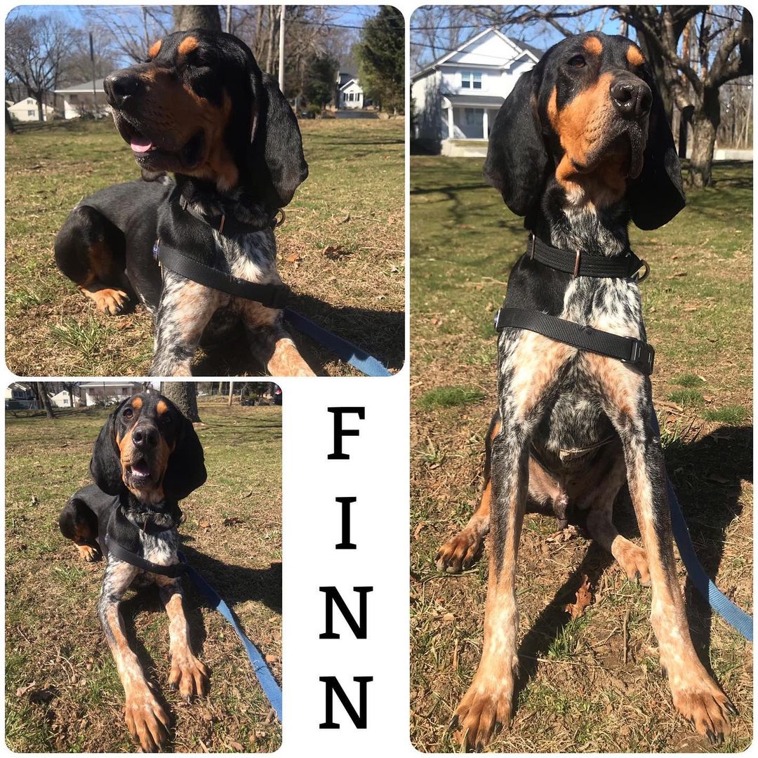 Meet Finn! Bluetick coonhound. 2-3yrs. 55lbs. NO cats or small animals. Can be vocal so condos/apartments not ideal. Seriously looking for someone with experience to teach him a few etiquette lessons on how to behave around food!!