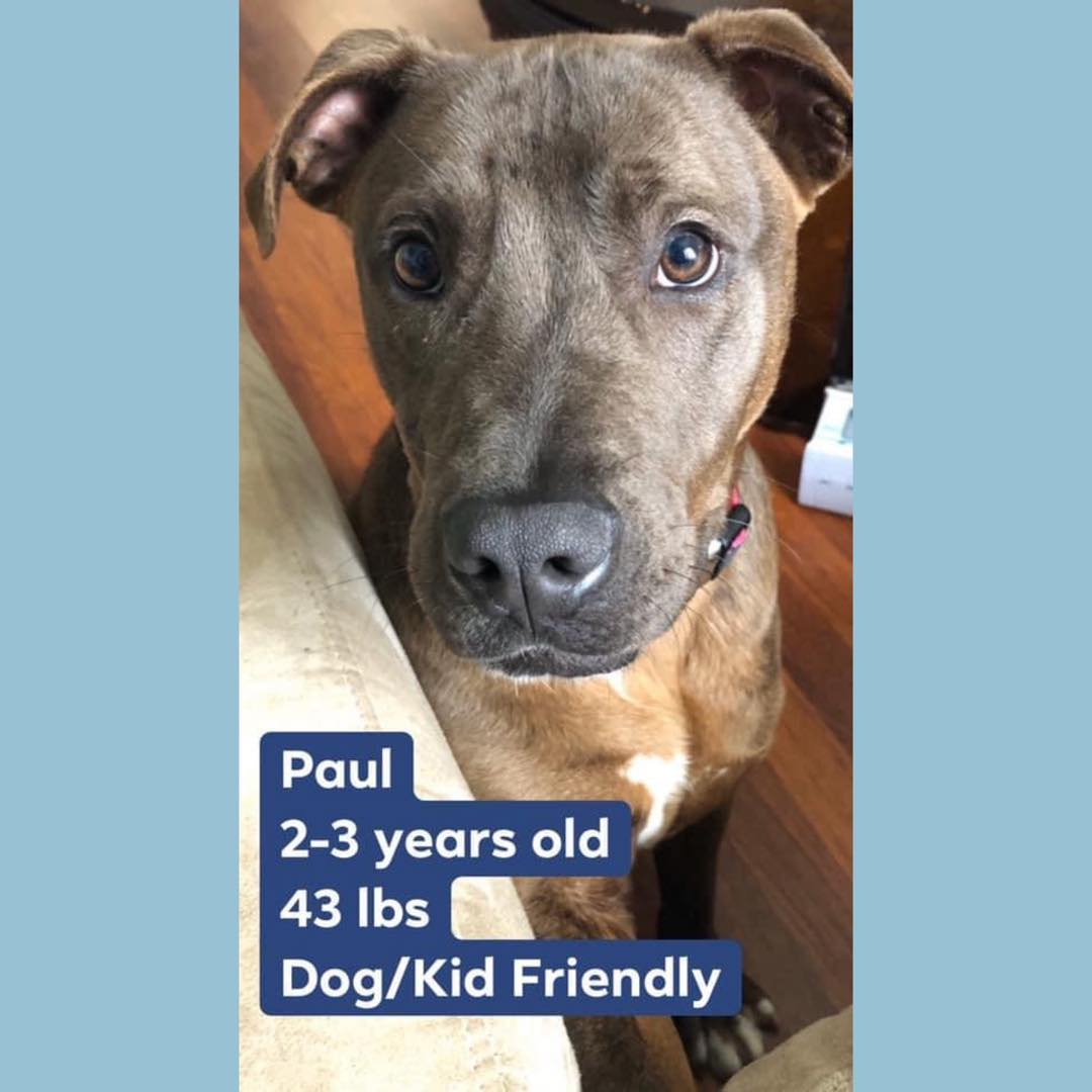 Adopted!!! Meet Paul! Paul is around 2-3 years old, 43.2 lbs, and a total sweetheart! He loves to play and give kisses. He has no issues with other dogs or kids, just gets a little scared around cats. Walks very well on a leash and very gentle when taking treats.