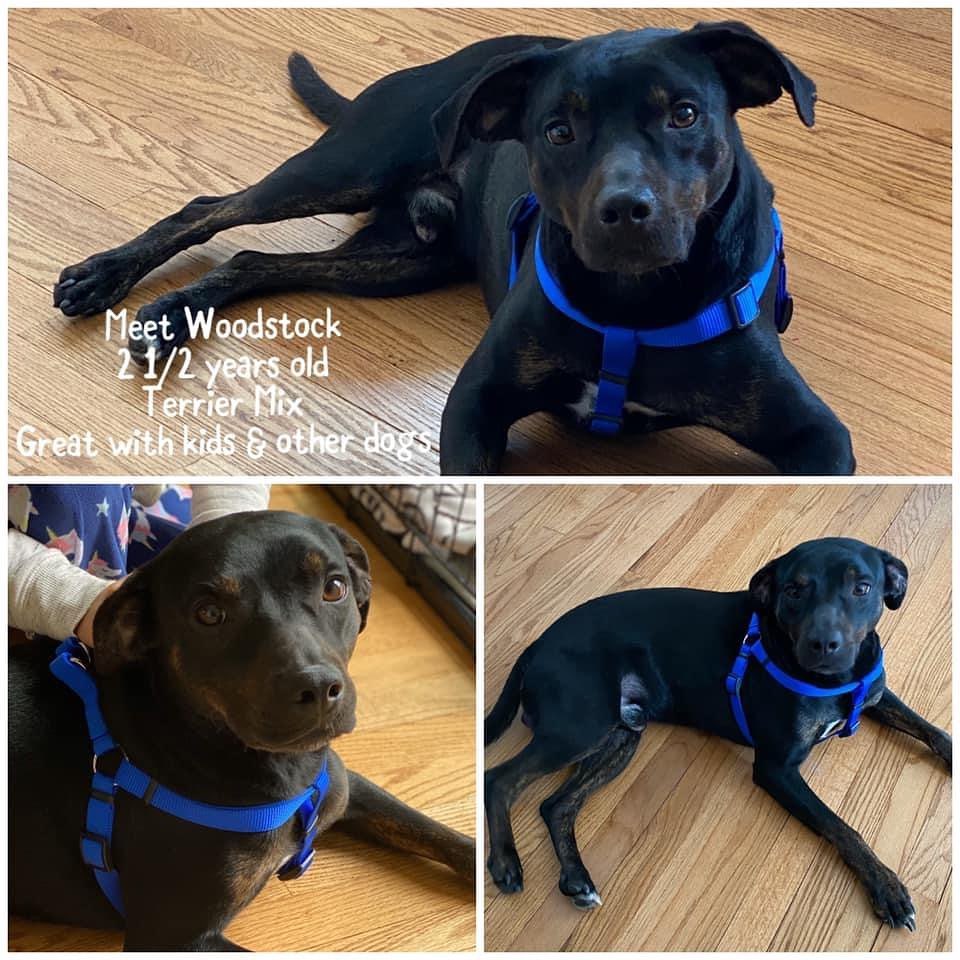 Adopted!!!! Meet Woodstock! He is a Terrier Mix, 2 1/2 years old, 36 pounds, walks great on leash, super playful, great with kids and other dogs, very lovable ❤️