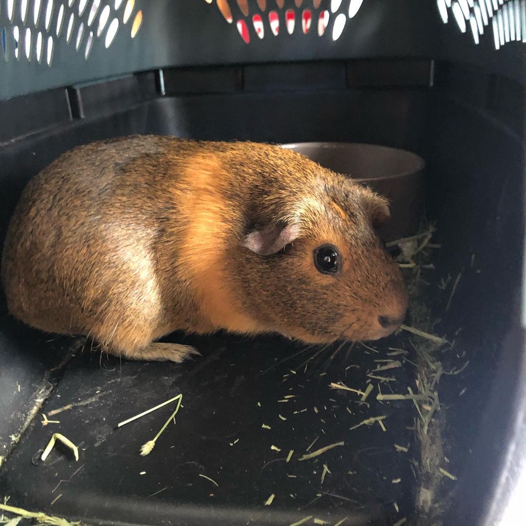 Welcome Andie Andie is a two-year-old female guinea pig that just arrived and is looking for a home.  Apply at www.aear.org <a target='_blank' href='https://www.instagram.com/explore/tags/guineapig/'>#guineapig</a> <a target='_blank' href='https://www.instagram.com/explore/tags/guineapigrescue/'>#guineapigrescue</a> <a target='_blank' href='https://www.instagram.com/explore/tags/guineapigs/'>#guineapigs</a> <a target='_blank' href='https://www.instagram.com/explore/tags/guineapigslove/'>#guineapigslove</a>