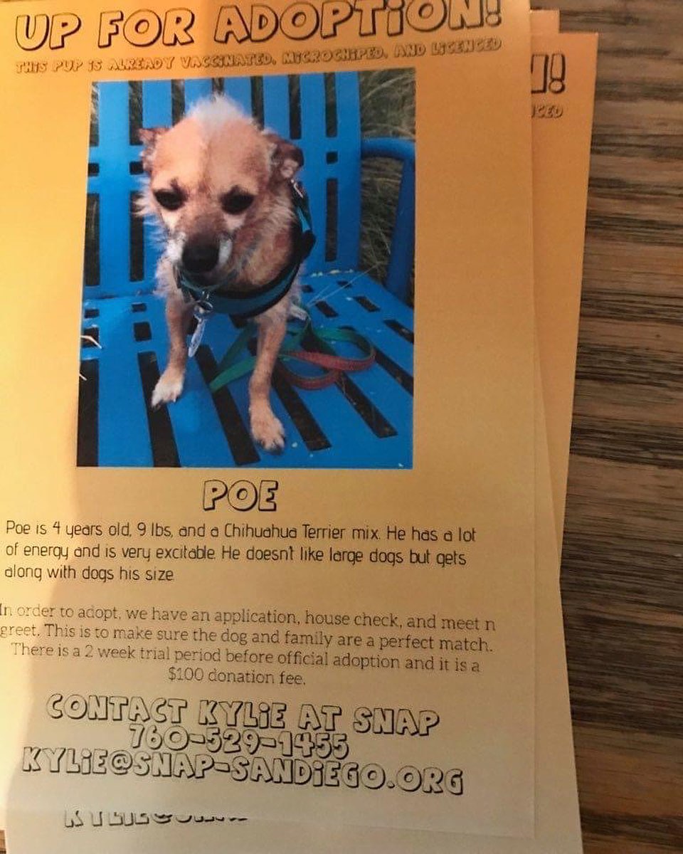 POE is still available for adoption! Are you able to foster Poe until he finds his forever home? Are you interested in adopting him?
We need your help! Please contact kylie@snap-sandiego.org if you can help!
.
.
.
.
<a target='_blank' href='https://www.instagram.com/explore/tags/friendsofsnap/'>#friendsofsnap</a> <a target='_blank' href='https://www.instagram.com/explore/tags/adoptdontshop/'>#adoptdontshop</a> <a target='_blank' href='https://www.instagram.com/explore/tags/rescuedog/'>#rescuedog</a> <a target='_blank' href='https://www.instagram.com/explore/tags/fosteringsaveslives/'>#fosteringsaveslives</a>