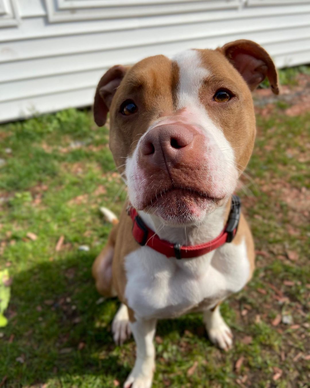 ADOPTED 
Say hello to Lily!
This gorgeous 4 year old girl has been here at the shelter since summer 2019 and has been very patient in waiting for her furever home. 
This sweet girl just has a few requests for her new home.. a cozy place to sleep, lots of Kong toys for chewing, and to be the only pet in a home without children. Lily knows that this may seem like a tall order to some but she also knows that there is a human out there just for her. If you are interested in making Lily one happy pup please send your applications to gmonfett@hvc.rr.com or saugertiesanimalshelter2017@gmail.com. Applications can be found on our website, saugertiesanimalshelter.com. Please send in your application before scheduling an appointment to meet her, thank you. Any questions please give us a call at 845-679-0339 or message us here on Facebook. 🐾