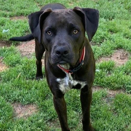 (Very) smart and (very) handsome 😉 Bixby is seeking a forever home full of adventures 🚀 and a dog sibling 🐶 .
.
...
...
Bixby is available for adoption! 🐶 Learn more on our website (link in our profile).
.
...
...
...
...
<a target='_blank' href='https://www.instagram.com/explore/tags/adoptables/'>#adoptables</a> <a target='_blank' href='https://www.instagram.com/explore/tags/adoptabledogs/'>#adoptabledogs</a> <a target='_blank' href='https://www.instagram.com/explore/tags/adoptablepets/'>#adoptablepets</a> <a target='_blank' href='https://www.instagram.com/explore/tags/adoptablepetsofinstagram/'>#adoptablepetsofinstagram</a> <a target='_blank' href='https://www.instagram.com/explore/tags/rescuedogofinstagram/'>#rescuedogofinstagram</a> <a target='_blank' href='https://www.instagram.com/explore/tags/rescuedogoftheday/'>#rescuedogoftheday</a> <a target='_blank' href='https://www.instagram.com/explore/tags/rescuepoodle/'>#rescuepoodle</a> <a target='_blank' href='https://www.instagram.com/explore/tags/rescuepoodlesofinstagram/'>#rescuepoodlesofinstagram</a> <a target='_blank' href='https://www.instagram.com/explore/tags/rescueyourbestfriend/'>#rescueyourbestfriend</a> <a target='_blank' href='https://www.instagram.com/explore/tags/adoptdontshop/'>#adoptdontshop</a> <a target='_blank' href='https://www.instagram.com/explore/tags/adoptme/'>#adoptme</a> <a target='_blank' href='https://www.instagram.com/explore/tags/adoptmeplease/'>#adoptmeplease</a> <a target='_blank' href='https://www.instagram.com/explore/tags/cpradoptable/'>#cpradoptable</a><a target='_blank' href='https://www.instagram.com/explore/tags/rescuedog/'>#rescuedog</a> <a target='_blank' href='https://www.instagram.com/explore/tags/rescue/'>#rescue</a> <a target='_blank' href='https://www.instagram.com/explore/tags/rescuedogsofinstagram/'>#rescuedogsofinstagram</a> <a target='_blank' href='https://www.instagram.com/explore/tags/poodle/'>#poodle</a> <a target='_blank' href='https://www.instagram.com/explore/tags/poodlesofinstagram/'>#poodlesofinstagram</a> <a target='_blank' href='https://www.instagram.com/explore/tags/nonprofit/'>#nonprofit</a> <a target='_blank' href='https://www.instagram.com/explore/tags/nonprofitorganization/'>#nonprofitorganization</a> <a target='_blank' href='https://www.instagram.com/explore/tags/animalrescue/'>#animalrescue</a> <a target='_blank' href='https://www.instagram.com/explore/tags/lab/'>#lab</a> <a target='_blank' href='https://www.instagram.com/explore/tags/labsofinstagram/'>#labsofinstagram</a> <a target='_blank' href='https://www.instagram.com/explore/tags/labsofinsta/'>#labsofinsta</a> <a target='_blank' href='https://www.instagram.com/explore/tags/pitbullsofinstagram/'>#pitbullsofinstagram</a> <a target='_blank' href='https://www.instagram.com/explore/tags/pitbull/'>#pitbull</a> <a target='_blank' href='https://www.instagram.com/explore/tags/pittienation/'>#pittienation</a> <a target='_blank' href='https://www.instagram.com/explore/tags/labmix/'>#labmix</a> <a target='_blank' href='https://www.instagram.com/explore/tags/pitmix/'>#pitmix</a>