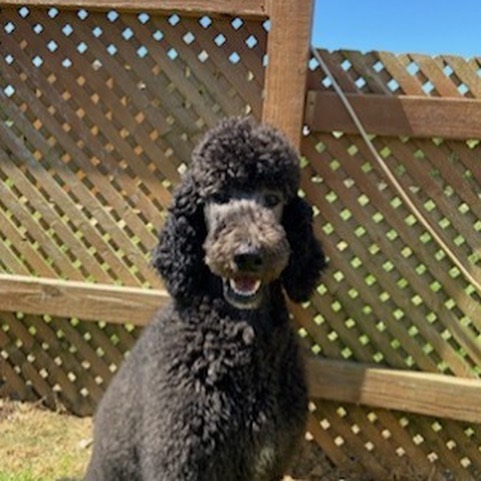 Excuse me. How precious is this poodle face?! 🐩 Zulu is ready to fill his forever home with lots of laughs and adventures. 💕 .
...
...
Zulu is available for adoption! 🐶 Learn more on our website (link in our profile).
.
...
...
...
...
<a target='_blank' href='https://www.instagram.com/explore/tags/adoptables/'>#adoptables</a> <a target='_blank' href='https://www.instagram.com/explore/tags/adoptabledogs/'>#adoptabledogs</a> <a target='_blank' href='https://www.instagram.com/explore/tags/adoptablepets/'>#adoptablepets</a> <a target='_blank' href='https://www.instagram.com/explore/tags/adoptablepetsofinstagram/'>#adoptablepetsofinstagram</a> <a target='_blank' href='https://www.instagram.com/explore/tags/rescuedogofinstagram/'>#rescuedogofinstagram</a> <a target='_blank' href='https://www.instagram.com/explore/tags/rescuedogoftheday/'>#rescuedogoftheday</a> <a target='_blank' href='https://www.instagram.com/explore/tags/rescuepoodle/'>#rescuepoodle</a> <a target='_blank' href='https://www.instagram.com/explore/tags/rescuepoodlesofinstagram/'>#rescuepoodlesofinstagram</a> <a target='_blank' href='https://www.instagram.com/explore/tags/rescueyourbestfriend/'>#rescueyourbestfriend</a> <a target='_blank' href='https://www.instagram.com/explore/tags/adoptdontshop/'>#adoptdontshop</a> <a target='_blank' href='https://www.instagram.com/explore/tags/adoptme/'>#adoptme</a> <a target='_blank' href='https://www.instagram.com/explore/tags/adoptmeplease/'>#adoptmeplease</a> <a target='_blank' href='https://www.instagram.com/explore/tags/cpradoptable/'>#cpradoptable</a><a target='_blank' href='https://www.instagram.com/explore/tags/rescuedog/'>#rescuedog</a> <a target='_blank' href='https://www.instagram.com/explore/tags/rescue/'>#rescue</a> <a target='_blank' href='https://www.instagram.com/explore/tags/rescuedogsofinstagram/'>#rescuedogsofinstagram</a> <a target='_blank' href='https://www.instagram.com/explore/tags/poodle/'>#poodle</a> <a target='_blank' href='https://www.instagram.com/explore/tags/poodlesofinstagram/'>#poodlesofinstagram</a> <a target='_blank' href='https://www.instagram.com/explore/tags/nonprofit/'>#nonprofit</a> <a target='_blank' href='https://www.instagram.com/explore/tags/nonprofitorganization/'>#nonprofitorganization</a> <a target='_blank' href='https://www.instagram.com/explore/tags/animalrescue/'>#animalrescue</a> <a target='_blank' href='https://www.instagram.com/explore/tags/standardpoodlesofinstagram/'>#standardpoodlesofinstagram</a> <a target='_blank' href='https://www.instagram.com/explore/tags/standardpoodle/'>#standardpoodle</a> <a target='_blank' href='https://www.instagram.com/explore/tags/standardpoodles/'>#standardpoodles</a> <a target='_blank' href='https://www.instagram.com/explore/tags/spoos/'>#spoos</a>