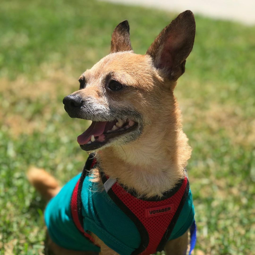 Poe is thriving with his foster parents! He is still up for adoption! He likes going on jobs, sleeping, and play time! Dm or email kylie@snap-sandiego.org for more info on this silly boy ❤️❤️❤️
.
.
.
.
<a target='_blank' href='https://www.instagram.com/explore/tags/adoptdontshop/'>#adoptdontshop</a> <a target='_blank' href='https://www.instagram.com/explore/tags/rescuedog/'>#rescuedog</a> <a target='_blank' href='https://www.instagram.com/explore/tags/fosteringsaveslives/'>#fosteringsaveslives</a> <a target='_blank' href='https://www.instagram.com/explore/tags/friendsofsnap/'>#friendsofsnap</a>