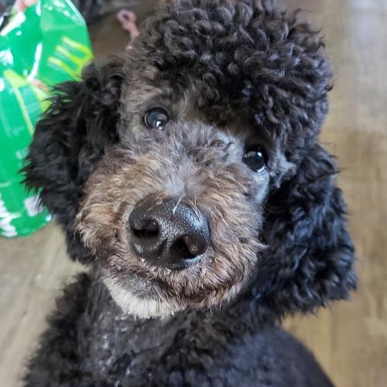 Excuse me. How precious is this poodle face?! 🐩 Zulu is ready to fill his forever home with lots of laughs and adventures. 💕 .
...
...
Zulu is available for adoption! 🐶 Learn more on our website (link in our profile).
.
...
...
...
...
<a target='_blank' href='https://www.instagram.com/explore/tags/adoptables/'>#adoptables</a> <a target='_blank' href='https://www.instagram.com/explore/tags/adoptabledogs/'>#adoptabledogs</a> <a target='_blank' href='https://www.instagram.com/explore/tags/adoptablepets/'>#adoptablepets</a> <a target='_blank' href='https://www.instagram.com/explore/tags/adoptablepetsofinstagram/'>#adoptablepetsofinstagram</a> <a target='_blank' href='https://www.instagram.com/explore/tags/rescuedogofinstagram/'>#rescuedogofinstagram</a> <a target='_blank' href='https://www.instagram.com/explore/tags/rescuedogoftheday/'>#rescuedogoftheday</a> <a target='_blank' href='https://www.instagram.com/explore/tags/rescuepoodle/'>#rescuepoodle</a> <a target='_blank' href='https://www.instagram.com/explore/tags/rescuepoodlesofinstagram/'>#rescuepoodlesofinstagram</a> <a target='_blank' href='https://www.instagram.com/explore/tags/rescueyourbestfriend/'>#rescueyourbestfriend</a> <a target='_blank' href='https://www.instagram.com/explore/tags/adoptdontshop/'>#adoptdontshop</a> <a target='_blank' href='https://www.instagram.com/explore/tags/adoptme/'>#adoptme</a> <a target='_blank' href='https://www.instagram.com/explore/tags/adoptmeplease/'>#adoptmeplease</a> <a target='_blank' href='https://www.instagram.com/explore/tags/cpradoptable/'>#cpradoptable</a><a target='_blank' href='https://www.instagram.com/explore/tags/rescuedog/'>#rescuedog</a> <a target='_blank' href='https://www.instagram.com/explore/tags/rescue/'>#rescue</a> <a target='_blank' href='https://www.instagram.com/explore/tags/rescuedogsofinstagram/'>#rescuedogsofinstagram</a> <a target='_blank' href='https://www.instagram.com/explore/tags/poodle/'>#poodle</a> <a target='_blank' href='https://www.instagram.com/explore/tags/poodlesofinstagram/'>#poodlesofinstagram</a> <a target='_blank' href='https://www.instagram.com/explore/tags/nonprofit/'>#nonprofit</a> <a target='_blank' href='https://www.instagram.com/explore/tags/nonprofitorganization/'>#nonprofitorganization</a> <a target='_blank' href='https://www.instagram.com/explore/tags/animalrescue/'>#animalrescue</a> <a target='_blank' href='https://www.instagram.com/explore/tags/standardpoodlesofinstagram/'>#standardpoodlesofinstagram</a> <a target='_blank' href='https://www.instagram.com/explore/tags/standardpoodle/'>#standardpoodle</a> <a target='_blank' href='https://www.instagram.com/explore/tags/standardpoodles/'>#standardpoodles</a> <a target='_blank' href='https://www.instagram.com/explore/tags/spoos/'>#spoos</a>