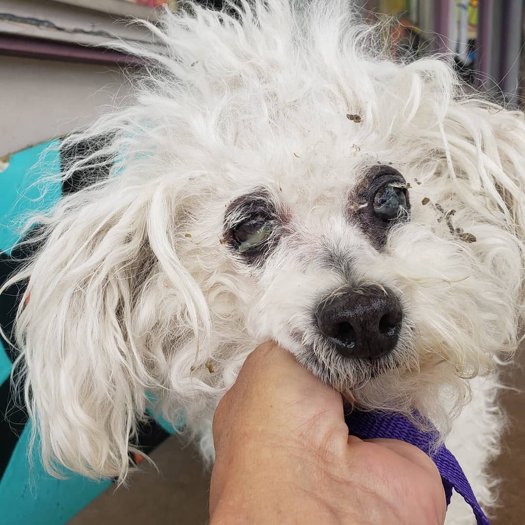 This poor 10 yr old poodle girl needs immediate vet care for her eyes.  And you should see the ears!  Praying she doesnt have to have an eye taken out.  Any tax deductible donation will help. Venmo @Jeanine-curcione-1 or paypal on my site bichonsandbuddies.com 
Will post an update!

<a target='_blank' href='https://www.instagram.com/explore/tags/bichonsandbuddies/'>#bichonsandbuddies</a>.com 
<a target='_blank' href='https://www.instagram.com/explore/tags/adoptdontshop/'>#adoptdontshop</a> 
<a target='_blank' href='https://www.instagram.com/explore/tags/dogsofinstagram/'>#dogsofinstagram</a> 
<a target='_blank' href='https://www.instagram.com/explore/tags/ilovepoodles/'>#ilovepoodles</a> 
<a target='_blank' href='https://www.instagram.com/explore/tags/poodlesofinstagram/'>#poodlesofinstagram</a>