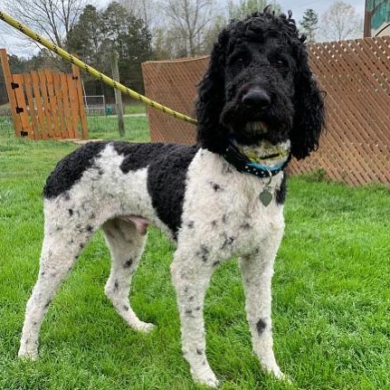 Gabriel is a very happy and energetic standard poodle looking for an active forever home with a doggie sibling to learn from and grow up with. 🐩 🐩 🚀 🏡 .
...
...
Gabriel is available for adoption! 🐶 Learn more on our website (link in our profile).
.
...
...
...
...
<a target='_blank' href='https://www.instagram.com/explore/tags/adoptables/'>#adoptables</a> <a target='_blank' href='https://www.instagram.com/explore/tags/adoptabledogs/'>#adoptabledogs</a> <a target='_blank' href='https://www.instagram.com/explore/tags/adoptablepets/'>#adoptablepets</a> <a target='_blank' href='https://www.instagram.com/explore/tags/adoptablepetsofinstagram/'>#adoptablepetsofinstagram</a> <a target='_blank' href='https://www.instagram.com/explore/tags/rescuedogofinstagram/'>#rescuedogofinstagram</a> <a target='_blank' href='https://www.instagram.com/explore/tags/rescuedogoftheday/'>#rescuedogoftheday</a> <a target='_blank' href='https://www.instagram.com/explore/tags/rescuepoodle/'>#rescuepoodle</a> <a target='_blank' href='https://www.instagram.com/explore/tags/rescuepoodlesofinstagram/'>#rescuepoodlesofinstagram</a> <a target='_blank' href='https://www.instagram.com/explore/tags/rescueyourbestfriend/'>#rescueyourbestfriend</a> <a target='_blank' href='https://www.instagram.com/explore/tags/adoptdontshop/'>#adoptdontshop</a> <a target='_blank' href='https://www.instagram.com/explore/tags/adoptme/'>#adoptme</a> <a target='_blank' href='https://www.instagram.com/explore/tags/adoptmeplease/'>#adoptmeplease</a> <a target='_blank' href='https://www.instagram.com/explore/tags/cpradoptable/'>#cpradoptable</a><a target='_blank' href='https://www.instagram.com/explore/tags/rescuedog/'>#rescuedog</a> <a target='_blank' href='https://www.instagram.com/explore/tags/rescue/'>#rescue</a> <a target='_blank' href='https://www.instagram.com/explore/tags/rescuedogsofinstagram/'>#rescuedogsofinstagram</a> <a target='_blank' href='https://www.instagram.com/explore/tags/poodle/'>#poodle</a> <a target='_blank' href='https://www.instagram.com/explore/tags/poodlesofinstagram/'>#poodlesofinstagram</a> <a target='_blank' href='https://www.instagram.com/explore/tags/nonprofit/'>#nonprofit</a> <a target='_blank' href='https://www.instagram.com/explore/tags/nonprofitorganization/'>#nonprofitorganization</a> <a target='_blank' href='https://www.instagram.com/explore/tags/animalrescue/'>#animalrescue</a> <a target='_blank' href='https://www.instagram.com/explore/tags/standardpoodlesofinstagram/'>#standardpoodlesofinstagram</a> <a target='_blank' href='https://www.instagram.com/explore/tags/standardpoodle/'>#standardpoodle</a> <a target='_blank' href='https://www.instagram.com/explore/tags/standardpoodles/'>#standardpoodles</a> <a target='_blank' href='https://www.instagram.com/explore/tags/spoos/'>#spoos</a>