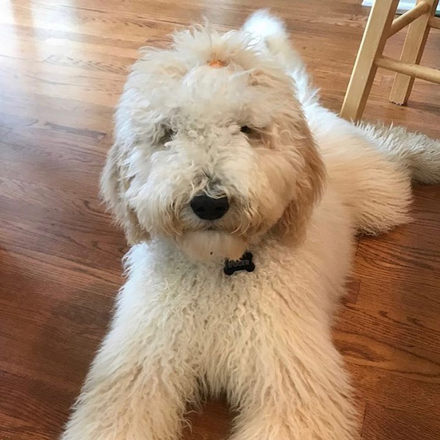 Who remembers Reuger? He’s our doodle boy who needed lifesaving liver shunt surgery. Well, it’s update time! Read all about how he’s doing here: https://mailchi.mp/c6e9f69a49cd/reuger-puppy-update-its-been-a-roller-coaster-week or click the link in our profile. 🐩 💕 .
...
(And yes - he got groomed!)
.
...
We do what we do only because of you❤️.
.
...
...
...
<a target='_blank' href='https://www.instagram.com/explore/tags/adoptables/'>#adoptables</a> <a target='_blank' href='https://www.instagram.com/explore/tags/adoptabledogs/'>#adoptabledogs</a> <a target='_blank' href='https://www.instagram.com/explore/tags/adoptablepets/'>#adoptablepets</a> <a target='_blank' href='https://www.instagram.com/explore/tags/adoptablepetsofinstagram/'>#adoptablepetsofinstagram</a> <a target='_blank' href='https://www.instagram.com/explore/tags/rescuedogofinstagram/'>#rescuedogofinstagram</a> <a target='_blank' href='https://www.instagram.com/explore/tags/rescuedogoftheday/'>#rescuedogoftheday</a> <a target='_blank' href='https://www.instagram.com/explore/tags/rescuepoodle/'>#rescuepoodle</a> <a target='_blank' href='https://www.instagram.com/explore/tags/rescuepoodlesofinstagram/'>#rescuepoodlesofinstagram</a> <a target='_blank' href='https://www.instagram.com/explore/tags/rescueyourbestfriend/'>#rescueyourbestfriend</a> <a target='_blank' href='https://www.instagram.com/explore/tags/adoptdontshop/'>#adoptdontshop</a> <a target='_blank' href='https://www.instagram.com/explore/tags/adoptme/'>#adoptme</a> <a target='_blank' href='https://www.instagram.com/explore/tags/adoptmeplease/'>#adoptmeplease</a> <a target='_blank' href='https://www.instagram.com/explore/tags/cpradoptable/'>#cpradoptable</a><a target='_blank' href='https://www.instagram.com/explore/tags/rescuedog/'>#rescuedog</a> <a target='_blank' href='https://www.instagram.com/explore/tags/rescue/'>#rescue</a> <a target='_blank' href='https://www.instagram.com/explore/tags/rescuedogsofinstagram/'>#rescuedogsofinstagram</a> <a target='_blank' href='https://www.instagram.com/explore/tags/poodle/'>#poodle</a> <a target='_blank' href='https://www.instagram.com/explore/tags/poodlesofinstagram/'>#poodlesofinstagram</a> <a target='_blank' href='https://www.instagram.com/explore/tags/nonprofit/'>#nonprofit</a> <a target='_blank' href='https://www.instagram.com/explore/tags/nonprofitorganization/'>#nonprofitorganization</a> <a target='_blank' href='https://www.instagram.com/explore/tags/animalrescue/'>#animalrescue</a> <a target='_blank' href='https://www.instagram.com/explore/tags/standardpoodlesofinstagram/'>#standardpoodlesofinstagram</a> <a target='_blank' href='https://www.instagram.com/explore/tags/standardpoodle/'>#standardpoodle</a> <a target='_blank' href='https://www.instagram.com/explore/tags/standardpoodles/'>#standardpoodles</a> <a target='_blank' href='https://www.instagram.com/explore/tags/doodle/'>#doodle</a> <a target='_blank' href='https://www.instagram.com/explore/tags/doodlesofinstagram/'>#doodlesofinstagram</a> <a target='_blank' href='https://www.instagram.com/explore/tags/universityofgeorgia/'>#universityofgeorgia</a> <a target='_blank' href='https://www.instagram.com/explore/tags/veterinarymedicine/'>#veterinarymedicine</a> <a target='_blank' href='https://www.instagram.com/explore/tags/surgeryrecovery/'>#surgeryrecovery</a> <a target='_blank' href='https://www.instagram.com/explore/tags/surgery/'>#surgery</a>