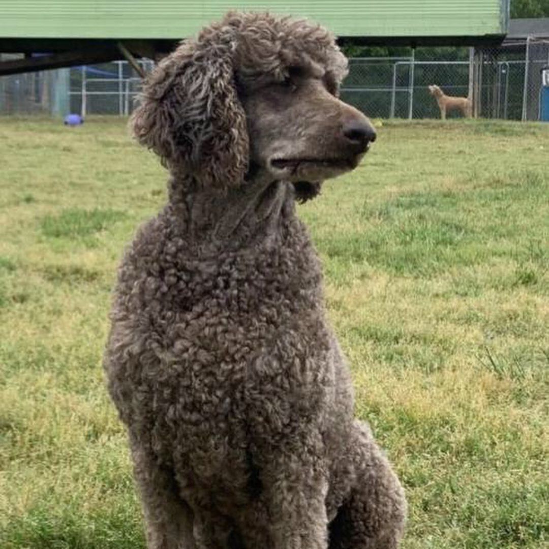 Gorgeous Gigi is the perfect poodle model 🐩 📸. .
...
...
Gigi is available for adoption! 🐶 Learn more on our website (link in our profile).
.
...
...
...
...
<a target='_blank' href='https://www.instagram.com/explore/tags/adoptables/'>#adoptables</a> <a target='_blank' href='https://www.instagram.com/explore/tags/adoptabledogs/'>#adoptabledogs</a> <a target='_blank' href='https://www.instagram.com/explore/tags/adoptablepets/'>#adoptablepets</a> <a target='_blank' href='https://www.instagram.com/explore/tags/adoptablepetsofinstagram/'>#adoptablepetsofinstagram</a> <a target='_blank' href='https://www.instagram.com/explore/tags/rescuedogofinstagram/'>#rescuedogofinstagram</a> <a target='_blank' href='https://www.instagram.com/explore/tags/rescuedogoftheday/'>#rescuedogoftheday</a> <a target='_blank' href='https://www.instagram.com/explore/tags/rescuepoodle/'>#rescuepoodle</a> <a target='_blank' href='https://www.instagram.com/explore/tags/rescuepoodlesofinstagram/'>#rescuepoodlesofinstagram</a> <a target='_blank' href='https://www.instagram.com/explore/tags/rescueyourbestfriend/'>#rescueyourbestfriend</a> <a target='_blank' href='https://www.instagram.com/explore/tags/adoptdontshop/'>#adoptdontshop</a> <a target='_blank' href='https://www.instagram.com/explore/tags/adoptme/'>#adoptme</a> <a target='_blank' href='https://www.instagram.com/explore/tags/adoptmeplease/'>#adoptmeplease</a> <a target='_blank' href='https://www.instagram.com/explore/tags/cpradoptable/'>#cpradoptable</a><a target='_blank' href='https://www.instagram.com/explore/tags/rescuedog/'>#rescuedog</a> <a target='_blank' href='https://www.instagram.com/explore/tags/rescue/'>#rescue</a> <a target='_blank' href='https://www.instagram.com/explore/tags/rescuedogsofinstagram/'>#rescuedogsofinstagram</a> <a target='_blank' href='https://www.instagram.com/explore/tags/poodle/'>#poodle</a> <a target='_blank' href='https://www.instagram.com/explore/tags/poodlesofinstagram/'>#poodlesofinstagram</a> <a target='_blank' href='https://www.instagram.com/explore/tags/nonprofit/'>#nonprofit</a> <a target='_blank' href='https://www.instagram.com/explore/tags/nonprofitorganization/'>#nonprofitorganization</a> <a target='_blank' href='https://www.instagram.com/explore/tags/animalrescue/'>#animalrescue</a> <a target='_blank' href='https://www.instagram.com/explore/tags/standardpoodlesofinstagram/'>#standardpoodlesofinstagram</a> <a target='_blank' href='https://www.instagram.com/explore/tags/standardpoodle/'>#standardpoodle</a> <a target='_blank' href='https://www.instagram.com/explore/tags/standardpoodles/'>#standardpoodles</a> <a target='_blank' href='https://www.instagram.com/explore/tags/spoos/'>#spoos</a>