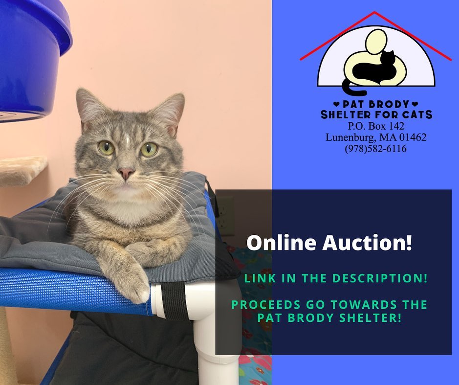 To all of our wonderful supporters,

In lieu of our annual auction & dinner being cancelled, we are very excited to be able to host an online auction! KBK Sports has generously donated many exciting items to auction off in support of the Pat Brody Shelter!

Some items included are autographed sports memorabilia of Larry Bird, Julian Edelman, Alex Morgan, and many, many more!

Please share this post with your friends and family. Thank you for supporting the Pat Brody Shelter for Cats! 😺♥️