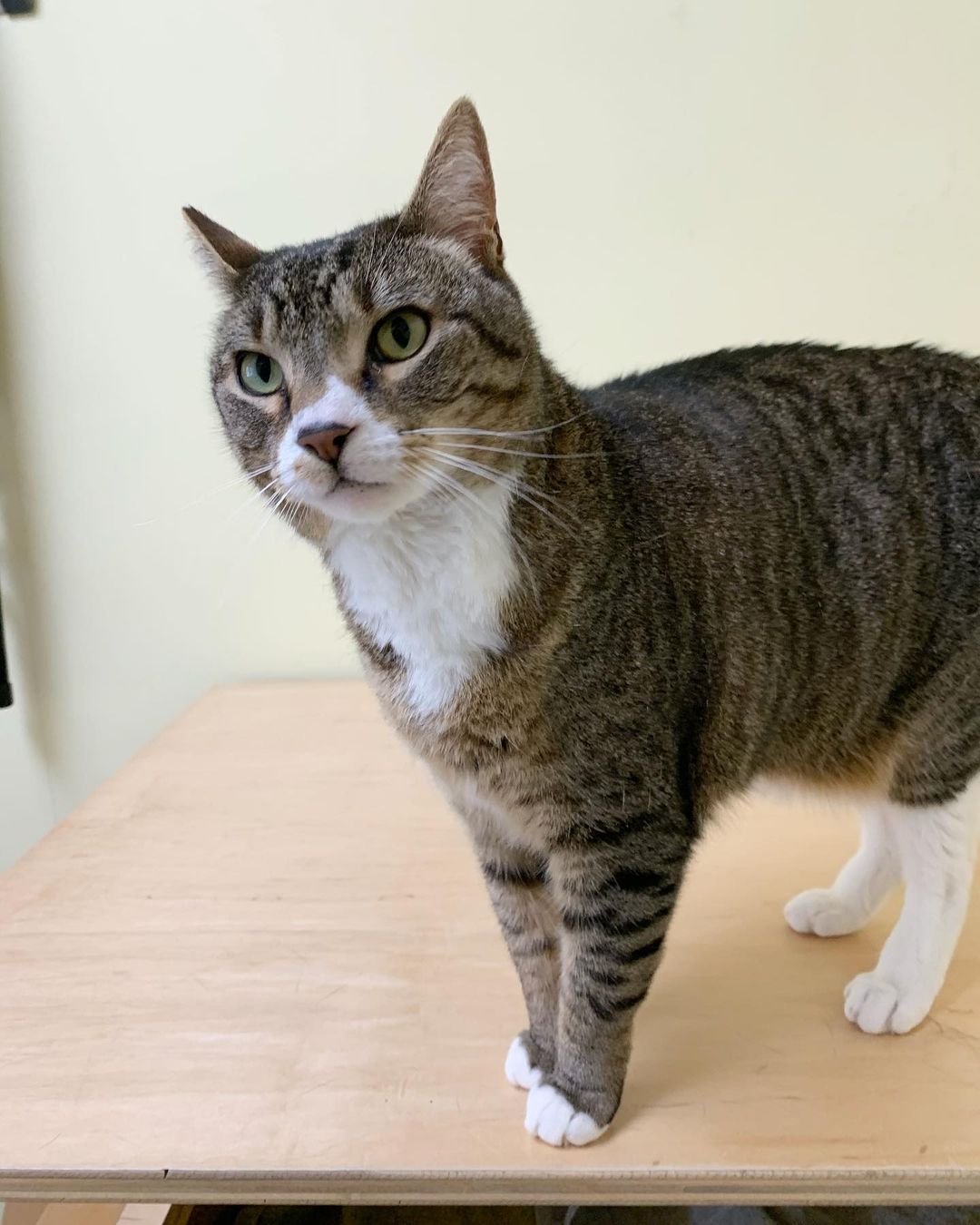 We are so excited to have appointments set up for ALL of the cats at the shelter to meet their future furr-ever owners!! 😻
.
Tommy here was adopted a few nights ago, but we just can't resist posting these adorable shots of him! 🥰
.
We are expecting a large group of cats to arrive early next week, and the Pat Brody Team is excited and ready to jump into making sure they all find their furr-ever homes! 💖
---
<a target='_blank' href='https://www.instagram.com/explore/tags/adopt/'>#adopt</a> <a target='_blank' href='https://www.instagram.com/explore/tags/adoptdontshop/'>#adoptdontshop</a> <a target='_blank' href='https://www.instagram.com/explore/tags/love/'>#love</a> <a target='_blank' href='https://www.instagram.com/explore/tags/shelter/'>#shelter</a> <a target='_blank' href='https://www.instagram.com/explore/tags/patbrodyshelter/'>#patbrodyshelter</a> <a target='_blank' href='https://www.instagram.com/explore/tags/patbrody/'>#patbrody</a> <a target='_blank' href='https://www.instagram.com/explore/tags/cat/'>#cat</a> <a target='_blank' href='https://www.instagram.com/explore/tags/kitten/'>#kitten</a> <a target='_blank' href='https://www.instagram.com/explore/tags/cute/'>#cute</a> <a target='_blank' href='https://www.instagram.com/explore/tags/kitty/'>#kitty</a> <a target='_blank' href='https://www.instagram.com/explore/tags/adorable/'>#adorable</a> <a target='_blank' href='https://www.instagram.com/explore/tags/rescue/'>#rescue</a> <a target='_blank' href='https://www.instagram.com/explore/tags/animal/'>#animal</a> <a target='_blank' href='https://www.instagram.com/explore/tags/animalshelter/'>#animalshelter</a> <a target='_blank' href='https://www.instagram.com/explore/tags/nonprofit/'>#nonprofit</a>