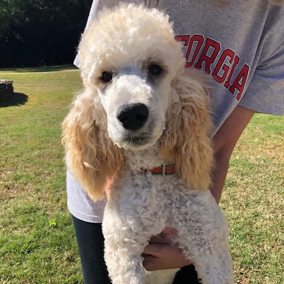 Who remembers Reuger? He’s our doodle boy who needed lifesaving liver shunt surgery. Well, it’s update time! Read all about how he’s doing here: https://mailchi.mp/c6e9f69a49cd/reuger-puppy-update-its-been-a-roller-coaster-week or click the link in our profile. 🐩 💕 .
...
(And yes - he got groomed!)
.
...
We do what we do only because of you❤️.
.
...
...
...
<a target='_blank' href='https://www.instagram.com/explore/tags/adoptables/'>#adoptables</a> <a target='_blank' href='https://www.instagram.com/explore/tags/adoptabledogs/'>#adoptabledogs</a> <a target='_blank' href='https://www.instagram.com/explore/tags/adoptablepets/'>#adoptablepets</a> <a target='_blank' href='https://www.instagram.com/explore/tags/adoptablepetsofinstagram/'>#adoptablepetsofinstagram</a> <a target='_blank' href='https://www.instagram.com/explore/tags/rescuedogofinstagram/'>#rescuedogofinstagram</a> <a target='_blank' href='https://www.instagram.com/explore/tags/rescuedogoftheday/'>#rescuedogoftheday</a> <a target='_blank' href='https://www.instagram.com/explore/tags/rescuepoodle/'>#rescuepoodle</a> <a target='_blank' href='https://www.instagram.com/explore/tags/rescuepoodlesofinstagram/'>#rescuepoodlesofinstagram</a> <a target='_blank' href='https://www.instagram.com/explore/tags/rescueyourbestfriend/'>#rescueyourbestfriend</a> <a target='_blank' href='https://www.instagram.com/explore/tags/adoptdontshop/'>#adoptdontshop</a> <a target='_blank' href='https://www.instagram.com/explore/tags/adoptme/'>#adoptme</a> <a target='_blank' href='https://www.instagram.com/explore/tags/adoptmeplease/'>#adoptmeplease</a> <a target='_blank' href='https://www.instagram.com/explore/tags/cpradoptable/'>#cpradoptable</a><a target='_blank' href='https://www.instagram.com/explore/tags/rescuedog/'>#rescuedog</a> <a target='_blank' href='https://www.instagram.com/explore/tags/rescue/'>#rescue</a> <a target='_blank' href='https://www.instagram.com/explore/tags/rescuedogsofinstagram/'>#rescuedogsofinstagram</a> <a target='_blank' href='https://www.instagram.com/explore/tags/poodle/'>#poodle</a> <a target='_blank' href='https://www.instagram.com/explore/tags/poodlesofinstagram/'>#poodlesofinstagram</a> <a target='_blank' href='https://www.instagram.com/explore/tags/nonprofit/'>#nonprofit</a> <a target='_blank' href='https://www.instagram.com/explore/tags/nonprofitorganization/'>#nonprofitorganization</a> <a target='_blank' href='https://www.instagram.com/explore/tags/animalrescue/'>#animalrescue</a> <a target='_blank' href='https://www.instagram.com/explore/tags/standardpoodlesofinstagram/'>#standardpoodlesofinstagram</a> <a target='_blank' href='https://www.instagram.com/explore/tags/standardpoodle/'>#standardpoodle</a> <a target='_blank' href='https://www.instagram.com/explore/tags/standardpoodles/'>#standardpoodles</a> <a target='_blank' href='https://www.instagram.com/explore/tags/doodle/'>#doodle</a> <a target='_blank' href='https://www.instagram.com/explore/tags/doodlesofinstagram/'>#doodlesofinstagram</a> <a target='_blank' href='https://www.instagram.com/explore/tags/universityofgeorgia/'>#universityofgeorgia</a> <a target='_blank' href='https://www.instagram.com/explore/tags/veterinarymedicine/'>#veterinarymedicine</a> <a target='_blank' href='https://www.instagram.com/explore/tags/surgeryrecovery/'>#surgeryrecovery</a> <a target='_blank' href='https://www.instagram.com/explore/tags/surgery/'>#surgery</a>