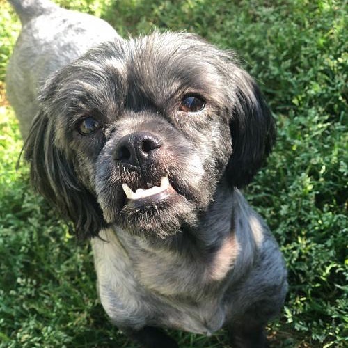 Adoptable Tessa says, “Smile - it’s Friday!” 💕
.
...
...
Tessa of Anderson is available for adoption! 🐶 Learn more on our website (link in our profile).
.
...
...
...
...
<a target='_blank' href='https://www.instagram.com/explore/tags/adoptables/'>#adoptables</a> <a target='_blank' href='https://www.instagram.com/explore/tags/adoptabledogs/'>#adoptabledogs</a> <a target='_blank' href='https://www.instagram.com/explore/tags/adoptablepets/'>#adoptablepets</a> <a target='_blank' href='https://www.instagram.com/explore/tags/adoptablepetsofinstagram/'>#adoptablepetsofinstagram</a> <a target='_blank' href='https://www.instagram.com/explore/tags/rescuedogofinstagram/'>#rescuedogofinstagram</a> <a target='_blank' href='https://www.instagram.com/explore/tags/rescuedogoftheday/'>#rescuedogoftheday</a> <a target='_blank' href='https://www.instagram.com/explore/tags/rescuepoodle/'>#rescuepoodle</a> <a target='_blank' href='https://www.instagram.com/explore/tags/rescuepoodlesofinstagram/'>#rescuepoodlesofinstagram</a> <a target='_blank' href='https://www.instagram.com/explore/tags/rescueyourbestfriend/'>#rescueyourbestfriend</a> <a target='_blank' href='https://www.instagram.com/explore/tags/adoptdontshop/'>#adoptdontshop</a> <a target='_blank' href='https://www.instagram.com/explore/tags/adoptme/'>#adoptme</a> <a target='_blank' href='https://www.instagram.com/explore/tags/adoptmeplease/'>#adoptmeplease</a> <a target='_blank' href='https://www.instagram.com/explore/tags/cpradoptable/'>#cpradoptable</a><a target='_blank' href='https://www.instagram.com/explore/tags/rescuedog/'>#rescuedog</a> <a target='_blank' href='https://www.instagram.com/explore/tags/rescue/'>#rescue</a> <a target='_blank' href='https://www.instagram.com/explore/tags/rescuedogsofinstagram/'>#rescuedogsofinstagram</a> <a target='_blank' href='https://www.instagram.com/explore/tags/poodle/'>#poodle</a> <a target='_blank' href='https://www.instagram.com/explore/tags/poodlesofinstagram/'>#poodlesofinstagram</a> <a target='_blank' href='https://www.instagram.com/explore/tags/nonprofit/'>#nonprofit</a> <a target='_blank' href='https://www.instagram.com/explore/tags/nonprofitorganization/'>#nonprofitorganization</a> <a target='_blank' href='https://www.instagram.com/explore/tags/animalrescue/'>#animalrescue</a> <a target='_blank' href='https://www.instagram.com/explore/tags/shihtzu/'>#shihtzu</a> <a target='_blank' href='https://www.instagram.com/explore/tags/shihtzusofinstagram/'>#shihtzusofinstagram</a> <a target='_blank' href='https://www.instagram.com/explore/tags/shihtzulovers/'>#shihtzulovers</a> <a target='_blank' href='https://www.instagram.com/explore/tags/shihtzulove/'>#shihtzulove</a>