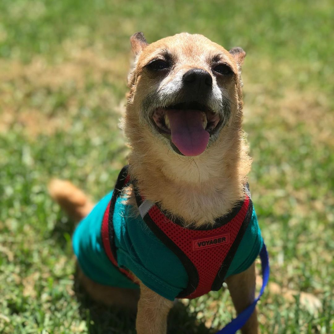 Poe is thriving with his foster parents! He is still up for adoption! He likes going on jobs, sleeping, and play time! Dm or email kylie@snap-sandiego.org for more info on this silly boy ❤️❤️❤️
.
.
.
.
<a target='_blank' href='https://www.instagram.com/explore/tags/adoptdontshop/'>#adoptdontshop</a> <a target='_blank' href='https://www.instagram.com/explore/tags/rescuedog/'>#rescuedog</a> <a target='_blank' href='https://www.instagram.com/explore/tags/fosteringsaveslives/'>#fosteringsaveslives</a> <a target='_blank' href='https://www.instagram.com/explore/tags/friendsofsnap/'>#friendsofsnap</a>