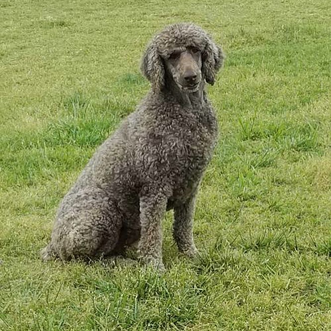 Gorgeous Gigi is the perfect poodle model 🐩 📸. .
...
...
Gigi is available for adoption! 🐶 Learn more on our website (link in our profile).
.
...
...
...
...
<a target='_blank' href='https://www.instagram.com/explore/tags/adoptables/'>#adoptables</a> <a target='_blank' href='https://www.instagram.com/explore/tags/adoptabledogs/'>#adoptabledogs</a> <a target='_blank' href='https://www.instagram.com/explore/tags/adoptablepets/'>#adoptablepets</a> <a target='_blank' href='https://www.instagram.com/explore/tags/adoptablepetsofinstagram/'>#adoptablepetsofinstagram</a> <a target='_blank' href='https://www.instagram.com/explore/tags/rescuedogofinstagram/'>#rescuedogofinstagram</a> <a target='_blank' href='https://www.instagram.com/explore/tags/rescuedogoftheday/'>#rescuedogoftheday</a> <a target='_blank' href='https://www.instagram.com/explore/tags/rescuepoodle/'>#rescuepoodle</a> <a target='_blank' href='https://www.instagram.com/explore/tags/rescuepoodlesofinstagram/'>#rescuepoodlesofinstagram</a> <a target='_blank' href='https://www.instagram.com/explore/tags/rescueyourbestfriend/'>#rescueyourbestfriend</a> <a target='_blank' href='https://www.instagram.com/explore/tags/adoptdontshop/'>#adoptdontshop</a> <a target='_blank' href='https://www.instagram.com/explore/tags/adoptme/'>#adoptme</a> <a target='_blank' href='https://www.instagram.com/explore/tags/adoptmeplease/'>#adoptmeplease</a> <a target='_blank' href='https://www.instagram.com/explore/tags/cpradoptable/'>#cpradoptable</a><a target='_blank' href='https://www.instagram.com/explore/tags/rescuedog/'>#rescuedog</a> <a target='_blank' href='https://www.instagram.com/explore/tags/rescue/'>#rescue</a> <a target='_blank' href='https://www.instagram.com/explore/tags/rescuedogsofinstagram/'>#rescuedogsofinstagram</a> <a target='_blank' href='https://www.instagram.com/explore/tags/poodle/'>#poodle</a> <a target='_blank' href='https://www.instagram.com/explore/tags/poodlesofinstagram/'>#poodlesofinstagram</a> <a target='_blank' href='https://www.instagram.com/explore/tags/nonprofit/'>#nonprofit</a> <a target='_blank' href='https://www.instagram.com/explore/tags/nonprofitorganization/'>#nonprofitorganization</a> <a target='_blank' href='https://www.instagram.com/explore/tags/animalrescue/'>#animalrescue</a> <a target='_blank' href='https://www.instagram.com/explore/tags/standardpoodlesofinstagram/'>#standardpoodlesofinstagram</a> <a target='_blank' href='https://www.instagram.com/explore/tags/standardpoodle/'>#standardpoodle</a> <a target='_blank' href='https://www.instagram.com/explore/tags/standardpoodles/'>#standardpoodles</a> <a target='_blank' href='https://www.instagram.com/explore/tags/spoos/'>#spoos</a>